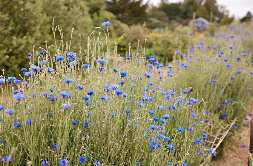 Something blue&hellip;

The Cornflower Moisture Renewal Facial is coming soon💙

This seasonal facial is rich with antioxidants and supports an anti-inflammatory response in the skin&rsquo;s barrier. 

Cornflowers are known for their ability to stren