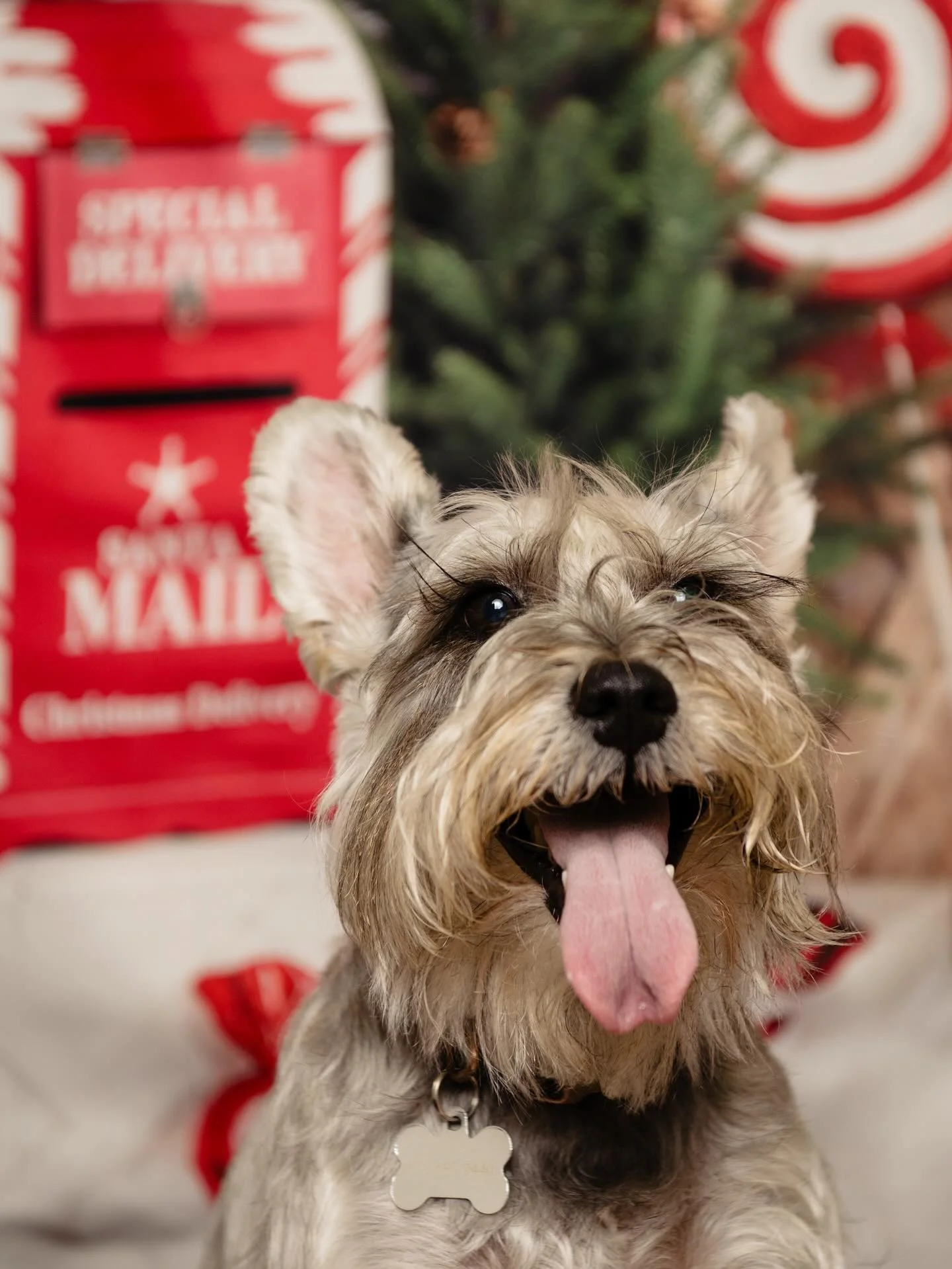 It&rsquo;s December 1st, which means we&rsquo;re in my favorite month! It&rsquo;s also my birthday month✨

Looking forward to wreath making, decorating, movie watching, holiday partying, and more!!! 

Thank you @lisahausephoto and @mrbrownspetstop fo