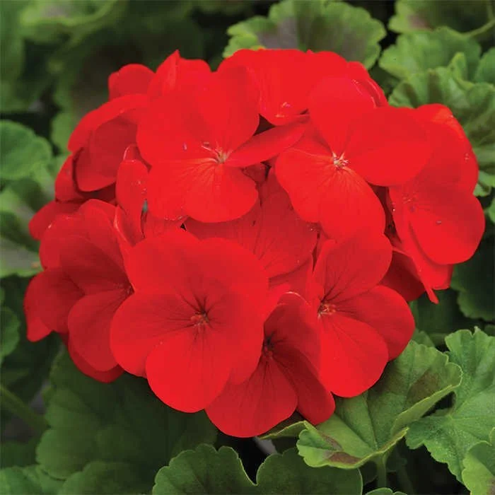 Potted Geranium - 4-1/2"