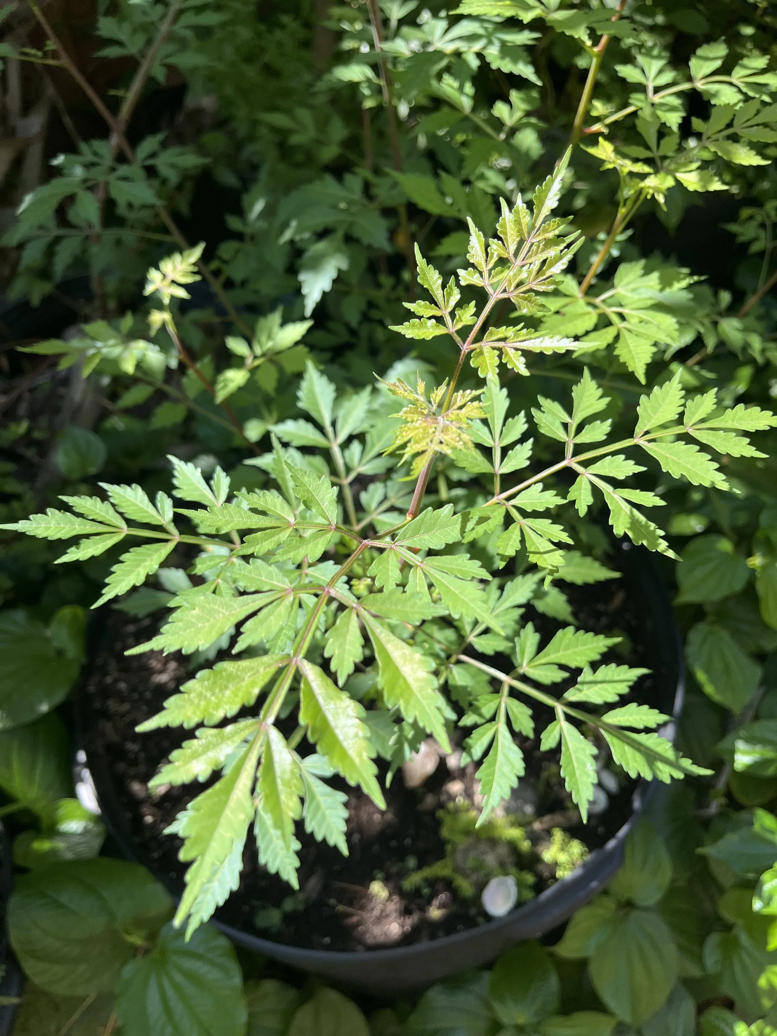 Bursera graveolens - Palo Santo ‘Holy Wood’ MEXICAN GREEN ECOTYPE Starter Clone Tree 2.5” pot