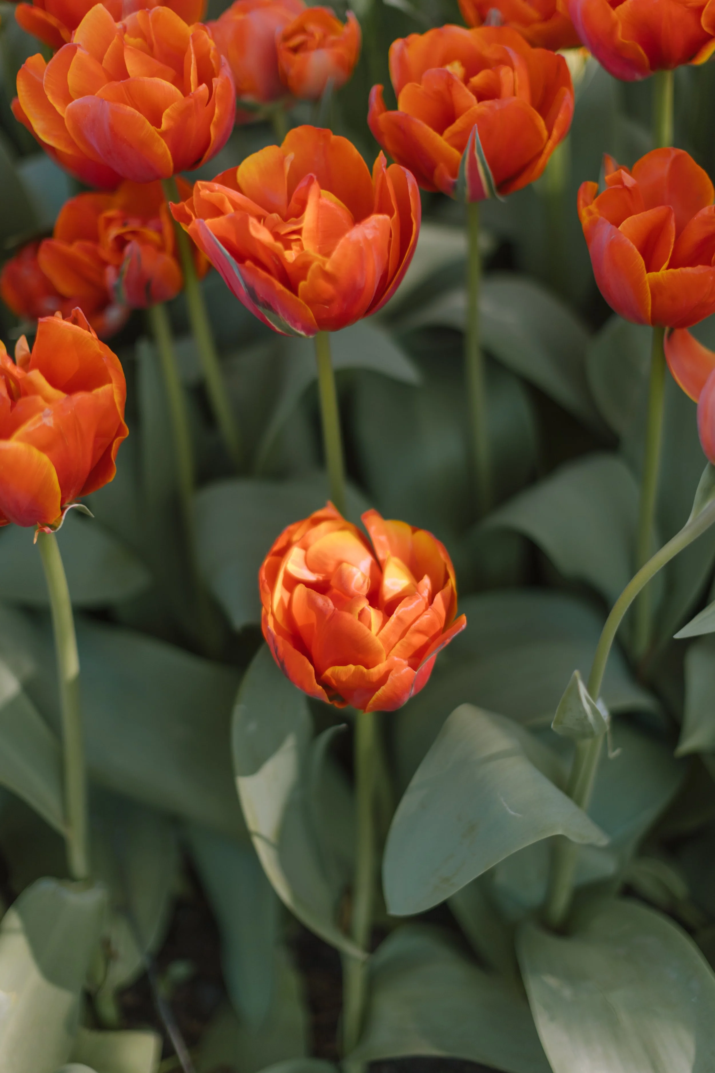 tulip2024-196.jpg
