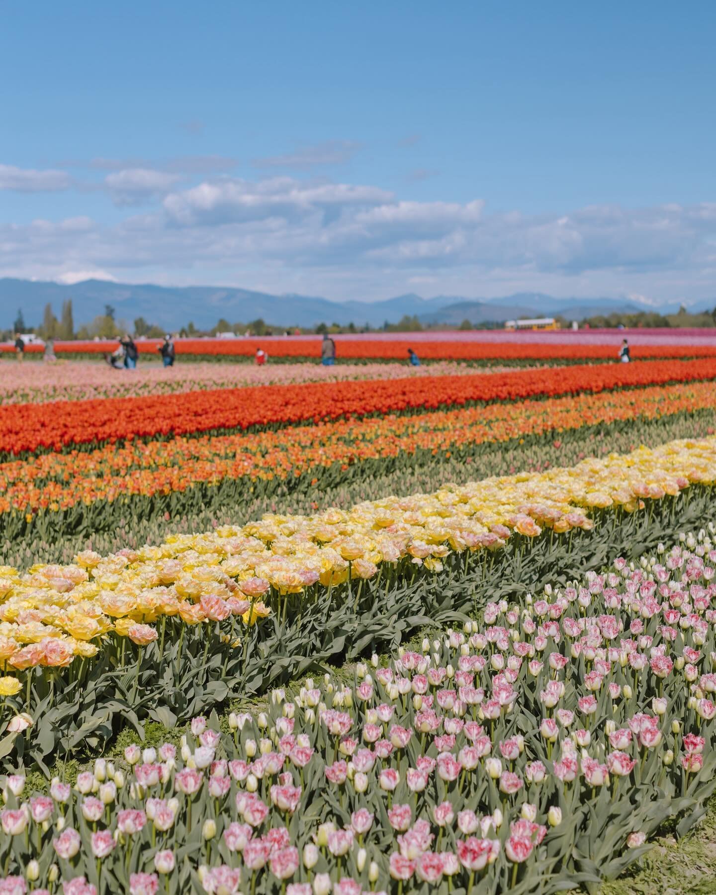 Noah took me to see my favorite flowers, and made sure to pack my digital and film cameras for me too :) Adding a new annual tradition to the list 🌷 

2024 Tulip Festival 
Canon R6 50mm 1.2