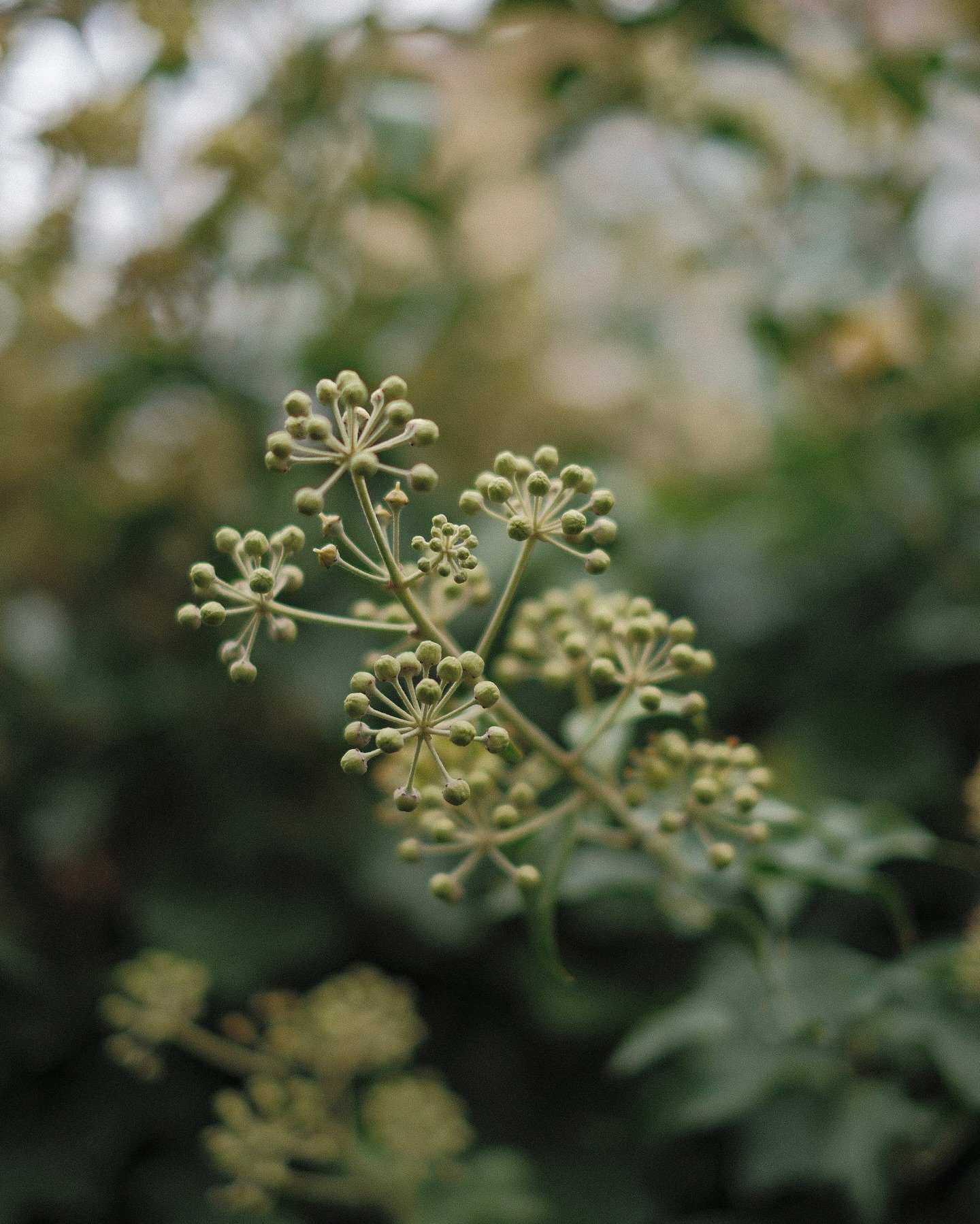 Details from a Frankie walk #fujixt5