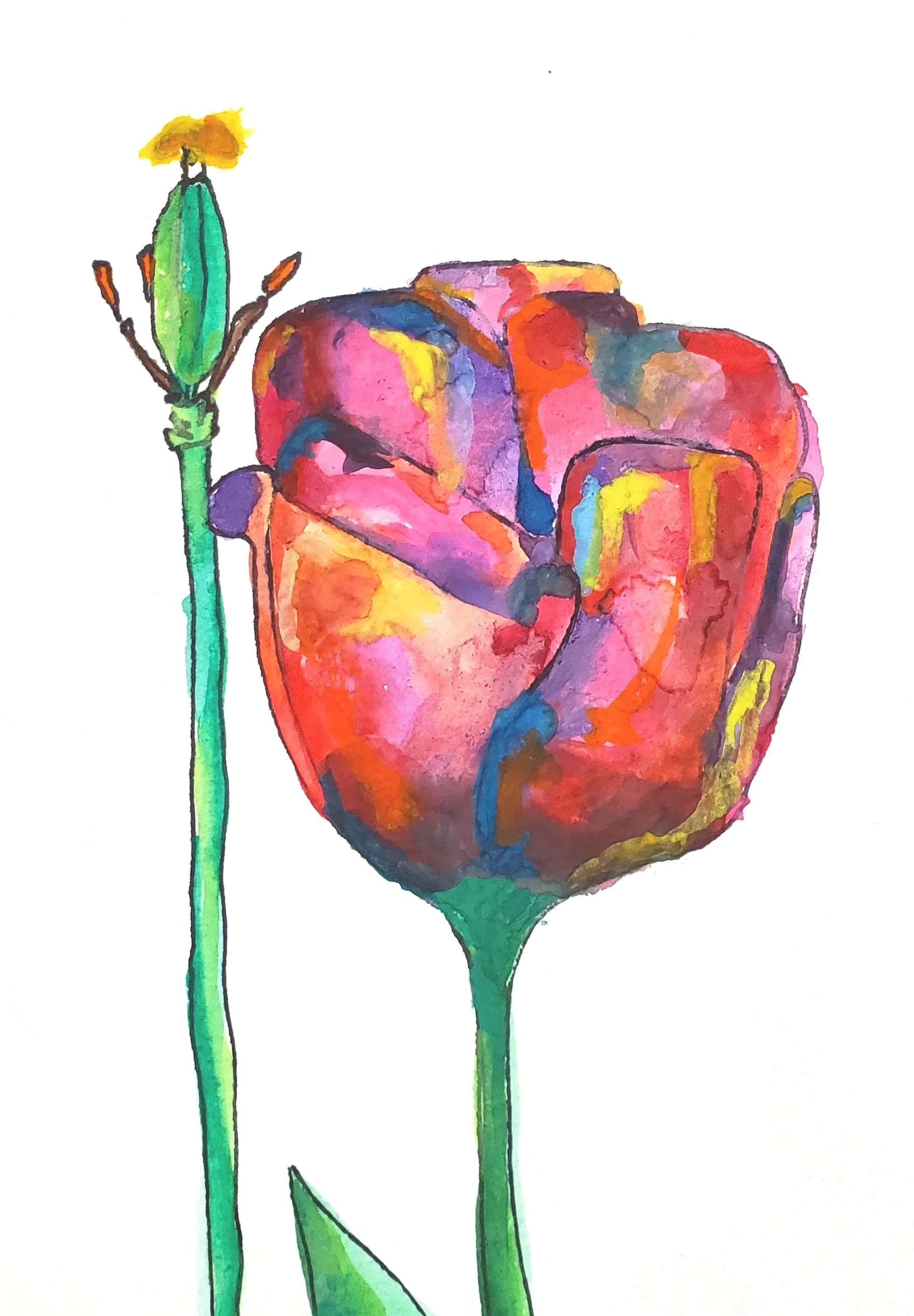Moody tulip