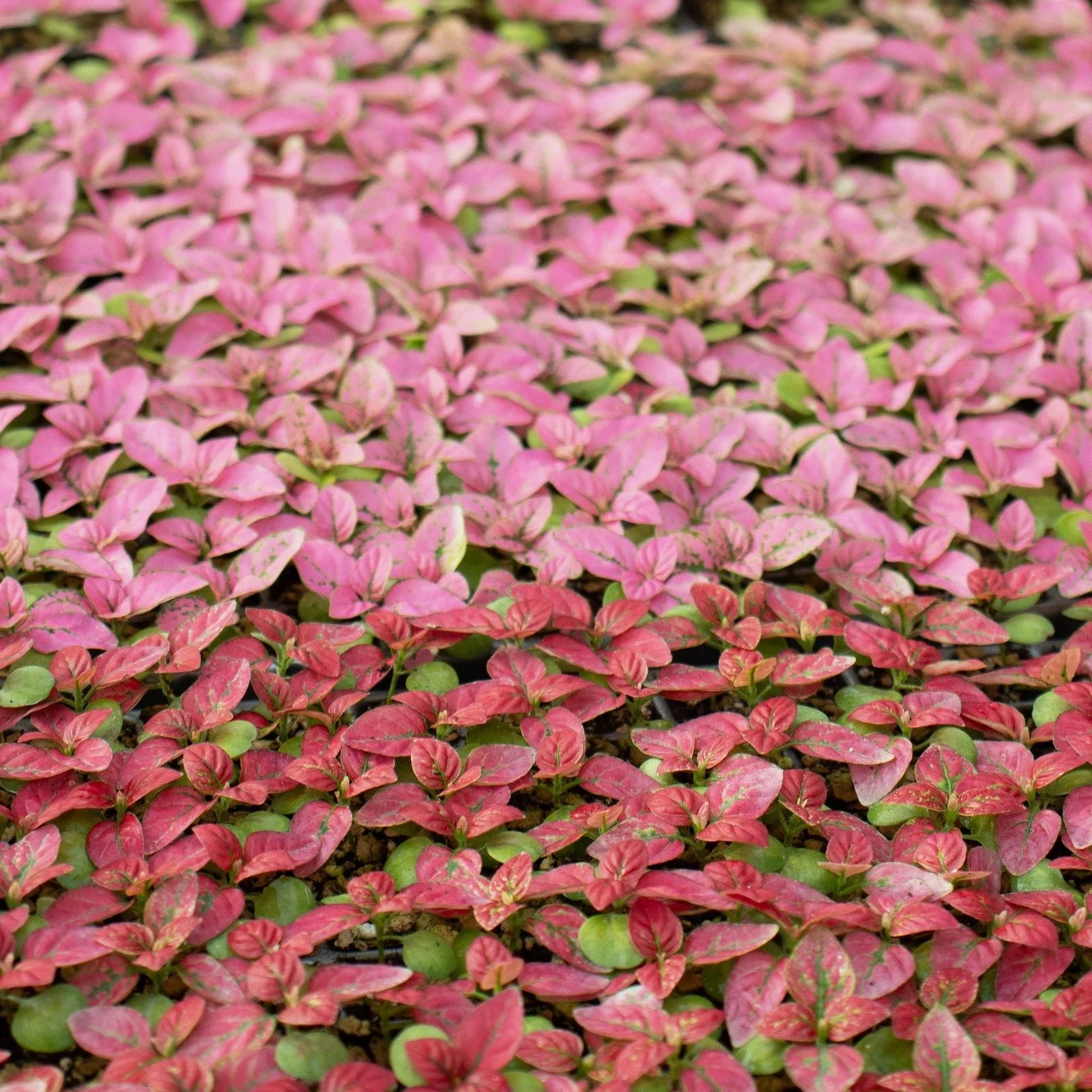 Vibrant new growth from these Hypoestes seedlings&mdash;nature's confetti in progress!
#nzgrown #indoorplantsnz #hypoestesphyllostachya