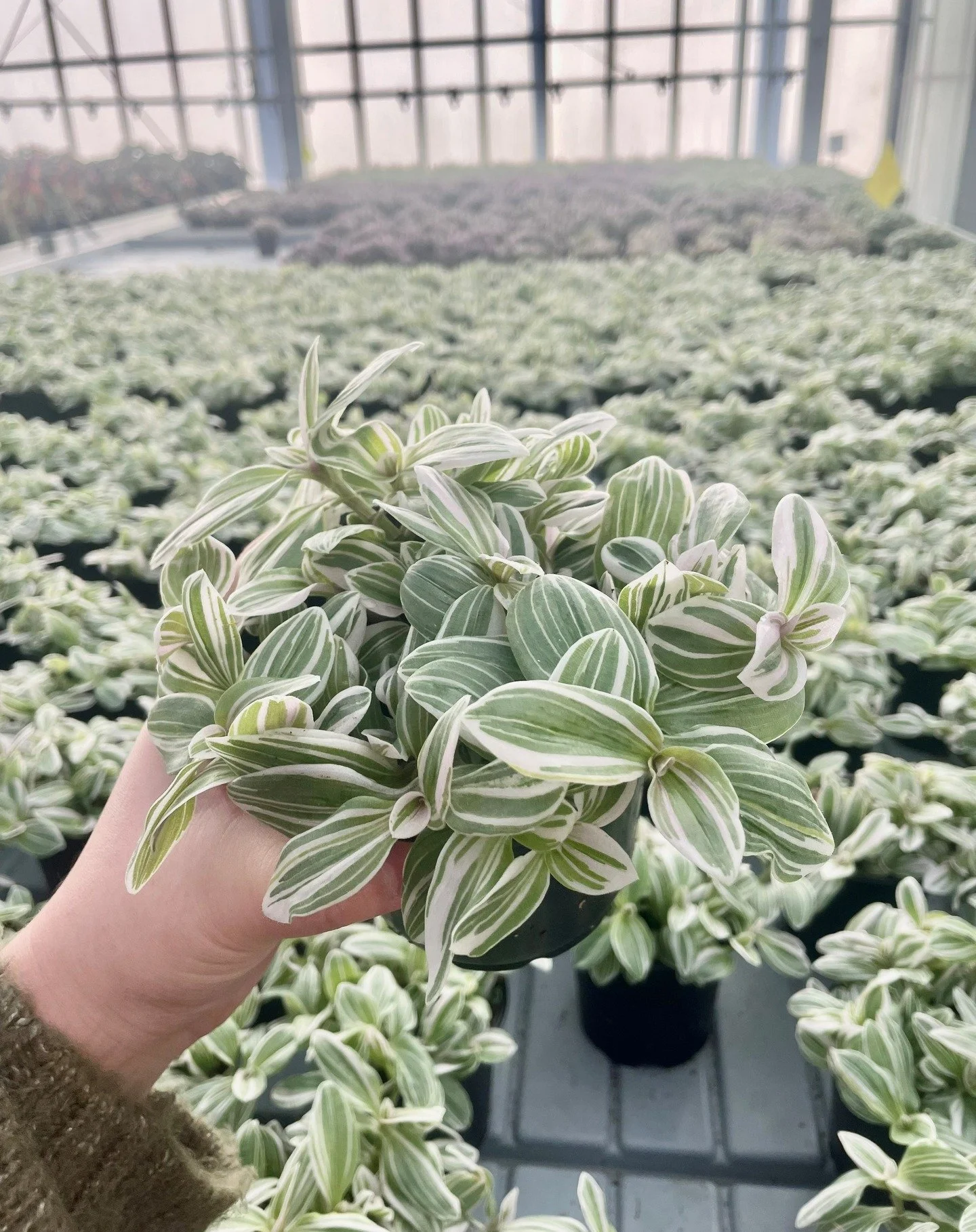 A wonderfully misty morning in the nursery calls for a spotlight on our Tradescantia 'Tenderness'! With foliage that looks hand-painted by the gods, this beauty is sure to wow. 
Available to purchase today 💚
#indoorplantsnz #nzgrown #tradescantia