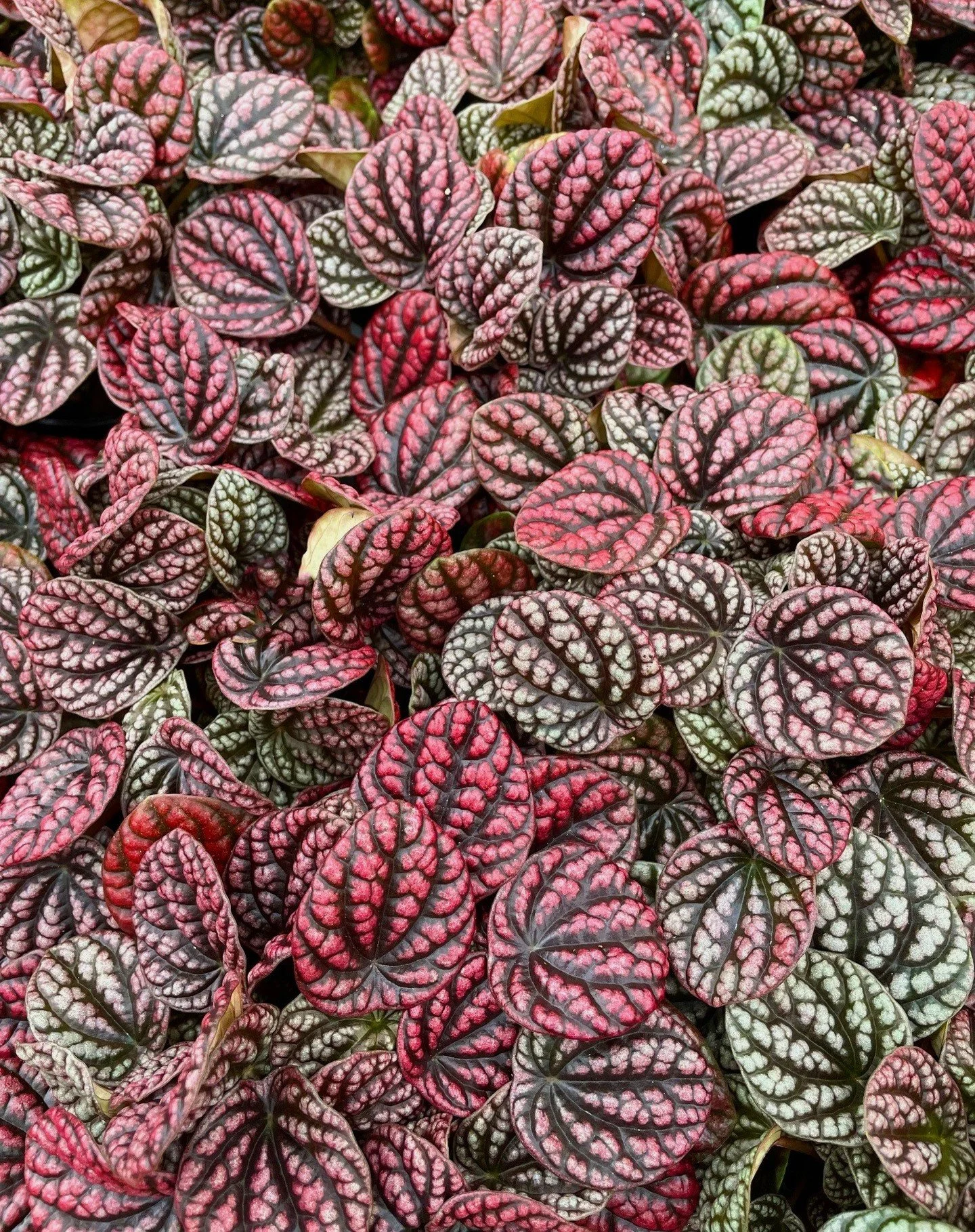 Meet the stunning Peperomia Red Burbella 🍁❤️ With its deep burgundy and silvery leaves, this compact beauty brings a bold splash of color to any plant shelf. Low-maintenance and full of personality! Perfect for small spaces and big vibes.

#Peperomi