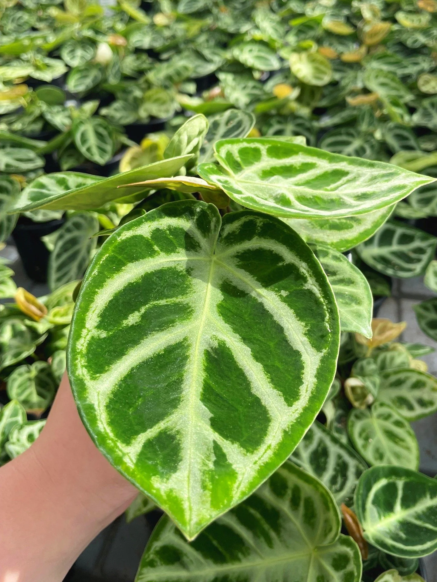 New Plant Release ✨Our stunning Anthurium Crystallinum are ready for their new homes.
Velvety foliage + dramatic veins = plant perfection

#indoorplants #potplants #urbanjungle #anthurium #anthuriumcrystallinum #nzgrown