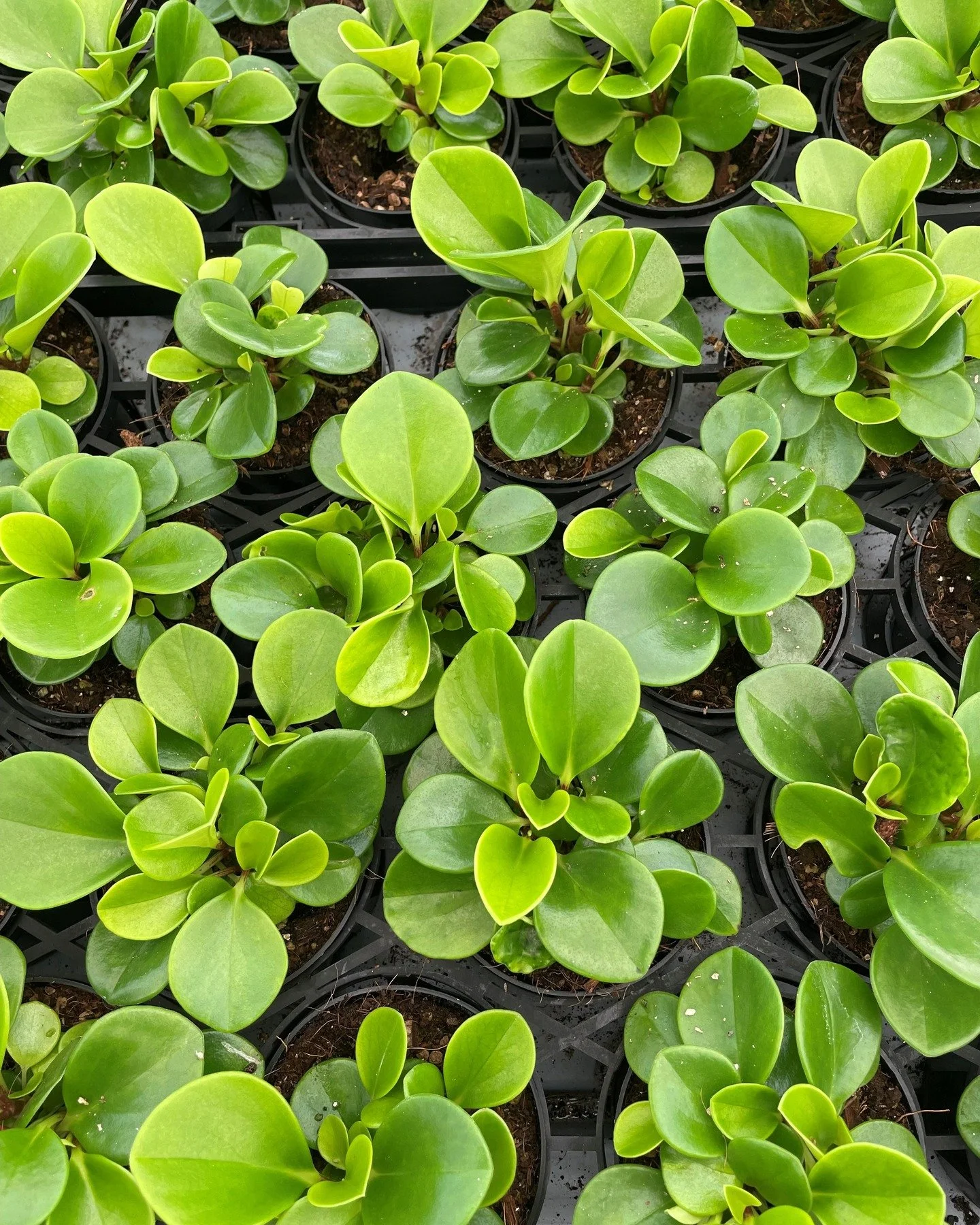 Tiny leaves, big joy 🌱💚
A little pop of green (and pink!) to brighten the day.
Protected with beneficial insects to keep pesky bugs away in their early stages 🐞🦟🕷
#nzgrown #indoorplantsnz #vanliernurseries #peperomia #hypoestes