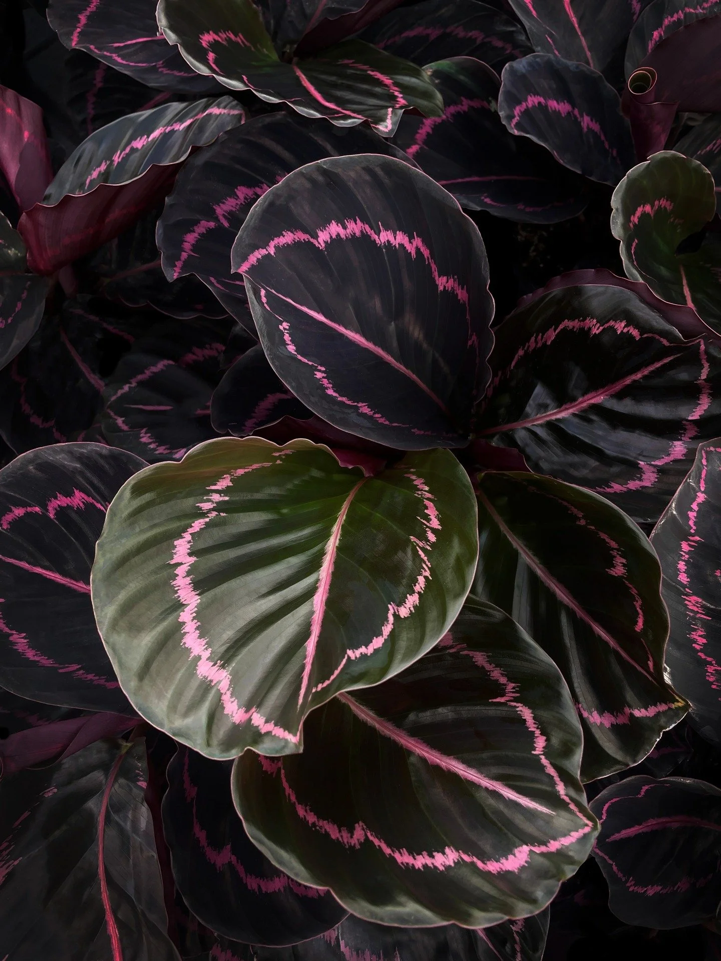 Calathea Dottie is my personal favourite right now 🖤
A perfectly moody leaf, finished with a striking stroke of pink.

Bold, elegant, and just a little dramatic 

#calatheadottie #nzgrown #indoorplantsnz #vanliernurseries #plantsofinstagram