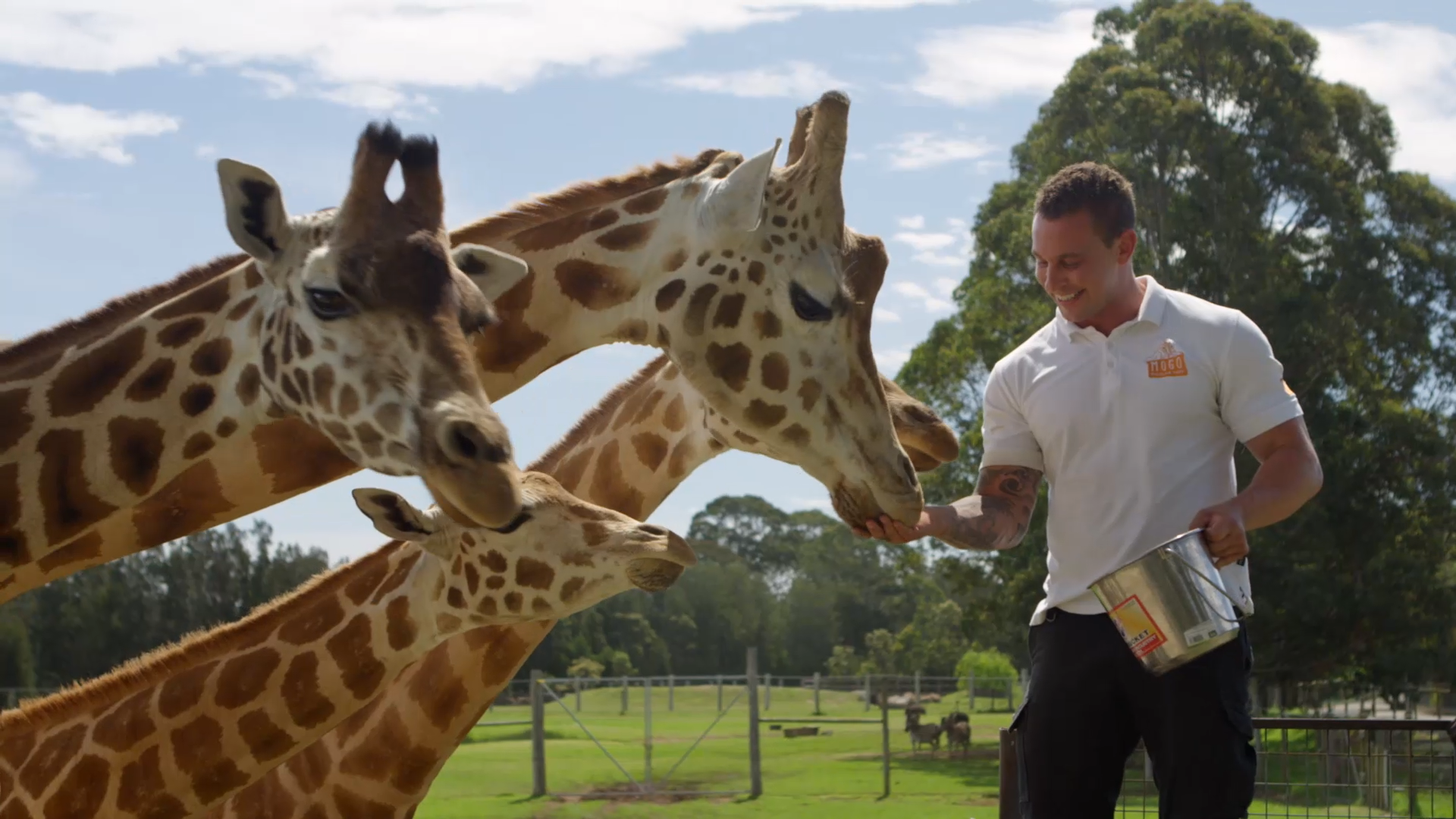 ZOO_Still_Chad-Giraffe-WS.png