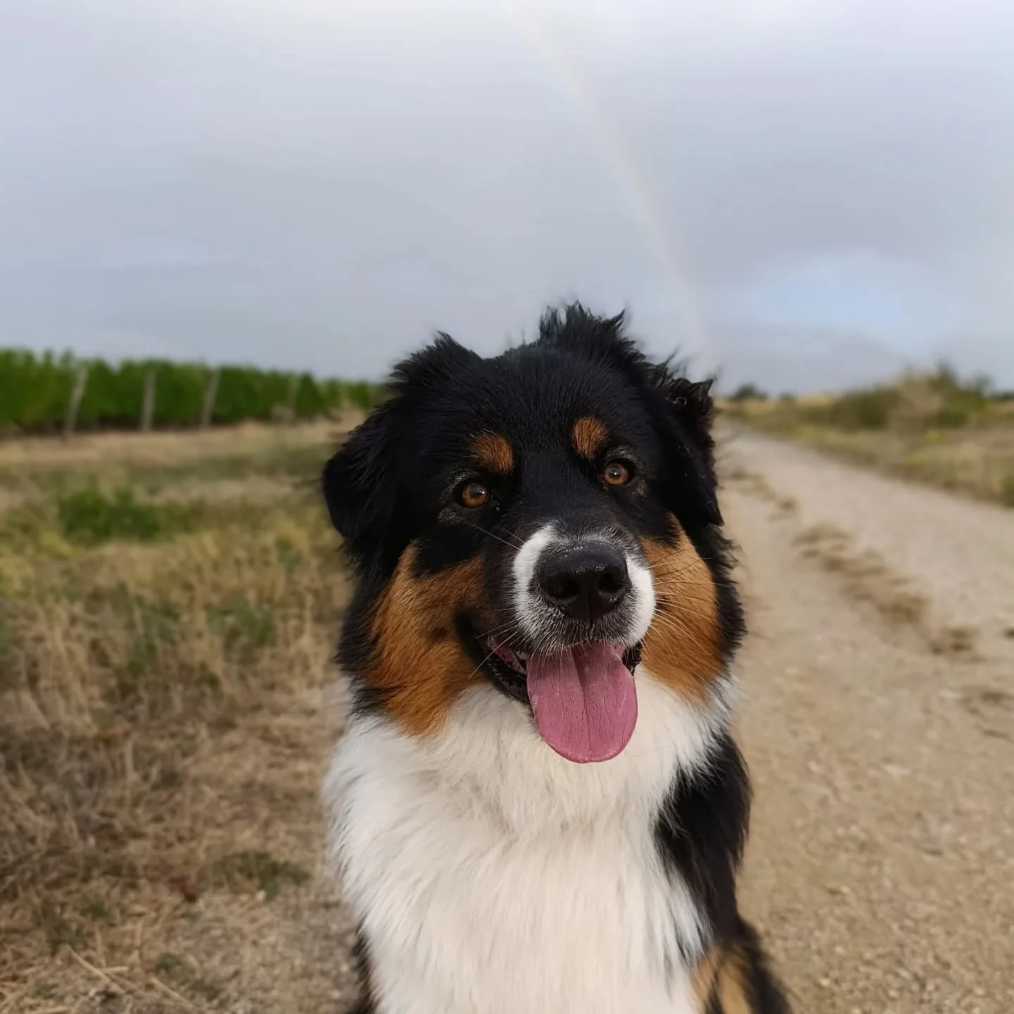 On dit qu'il y a un tr&eacute;sor au pied des arcs-en-ciel 
Des fois il y a un chien
#vrennig 
#aupieddelarcenciel 
#danslesvignes 
#lesgrouas 
#tourn&eacute;edesvignes