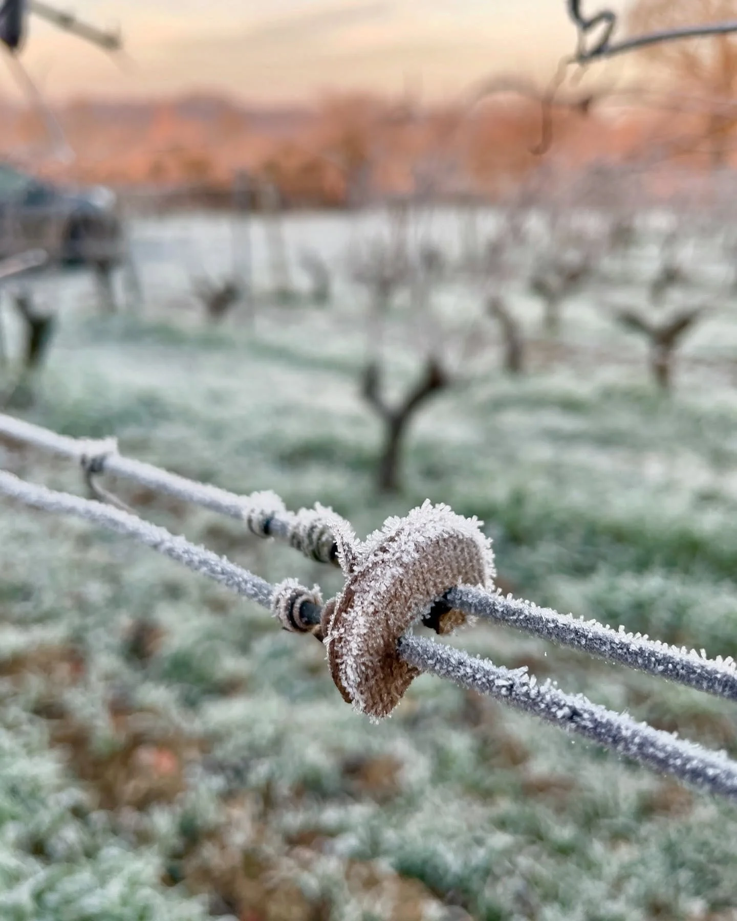 Is winter coming ?
Il est d&eacute;j&agrave; tomb&eacute; 130mm de pluie depuis le 1er janvier, soit 1/5e des pr&eacute;cipitations moyennes annuelles. 
Nous attendons tous avec impatience le retour du soleil et du froid sec qui aidera les vignes &ag