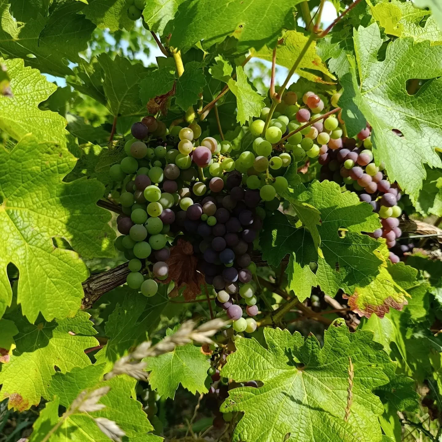 Les vignes il y a quelques jours...
#suividesmaturites 
#danslesvignes 
#veraison 
#jouannet