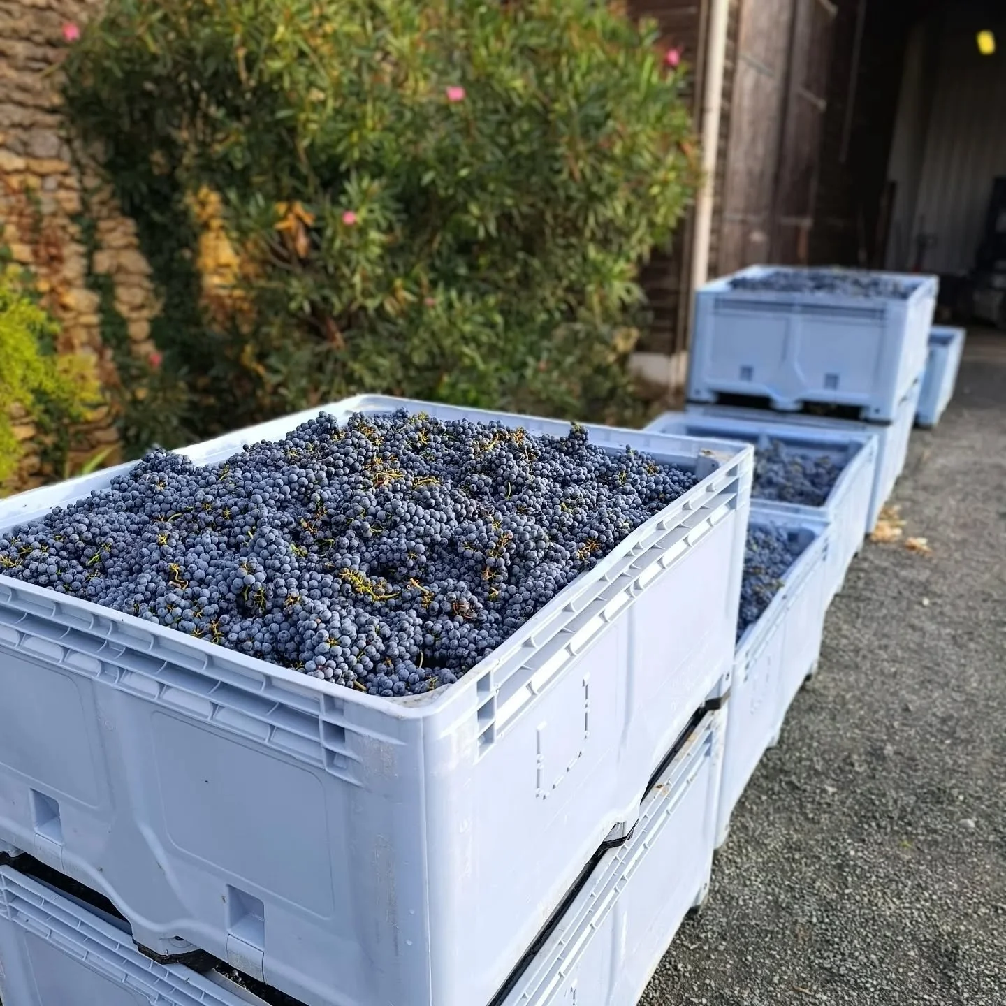 Toutes les vendanges sont diff&eacute;rentes...
Ce ne sont que nos 4e et encore une fois c'est un m&eacute;lange d'anticipation joyeuse, de stress, de fatigue, d'adaptation continuelle aux conditions et au raisin.
Merci &agrave; notre super &eacute;q