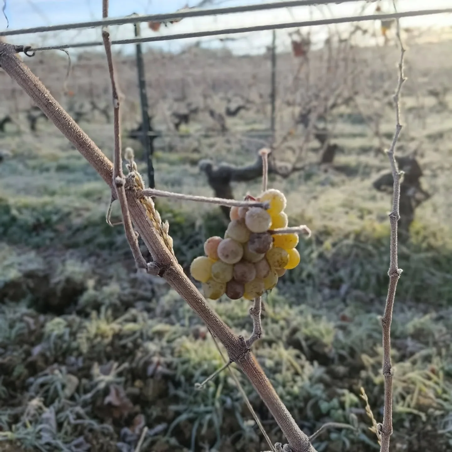 Comme une furieuse envie de tenter un vin de glace ce matin 
#closdugiron 
#chenin
#albote
#vindeglace 
#vignesenroulees