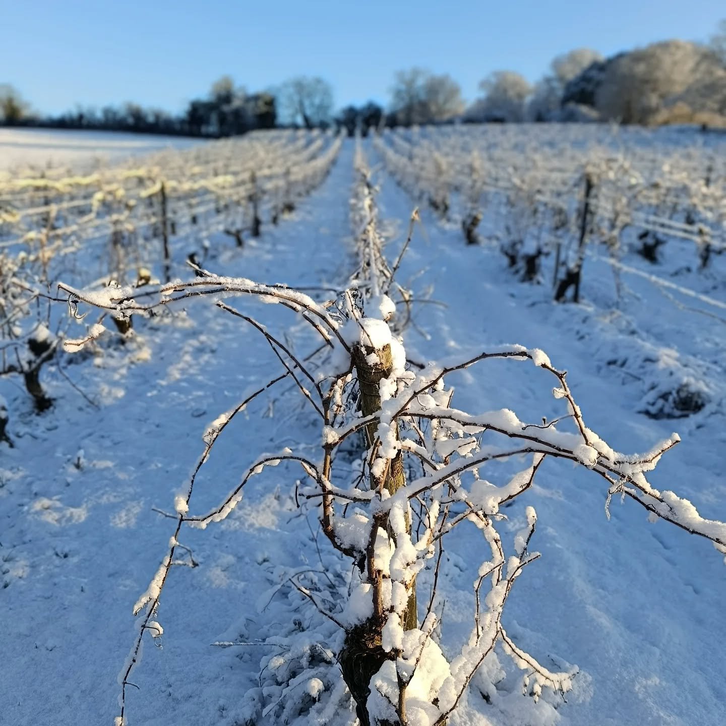 Le giron sous la neige
#closdugiron 
#chenin
#tourn&eacute;edesvignes 
#souslaneige 
#aboutyesterday