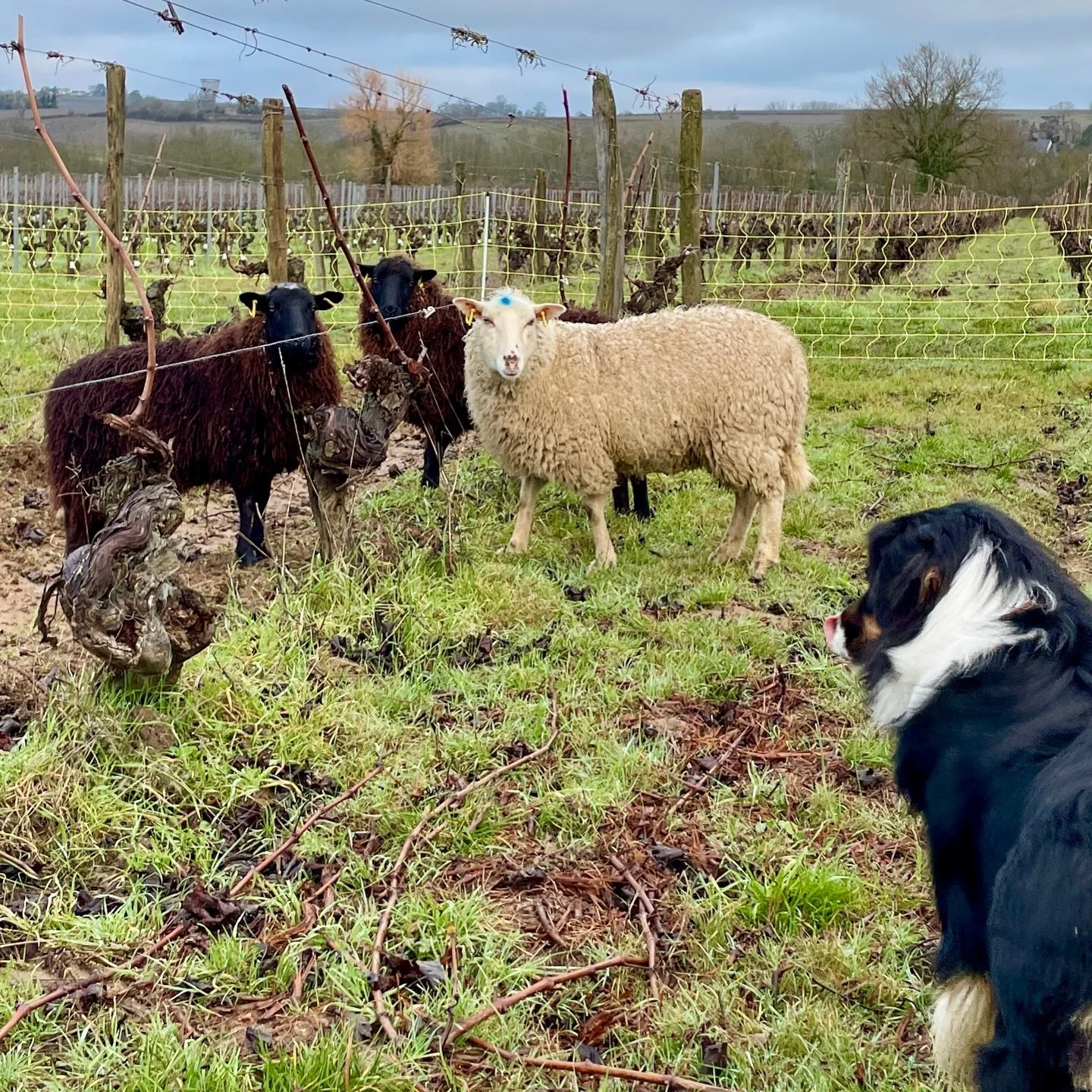 Depuis quelques jours le domaine a accueilli dix nouveaux membres permanents 🐑. 
Apr&egrave;s &ecirc;tre devenus vignerons, nous sommes maintenant &eacute;galement &eacute;leveurs puisque nous avons fait l&rsquo;acquisition, gr&acirc;ce &agrave; Erw