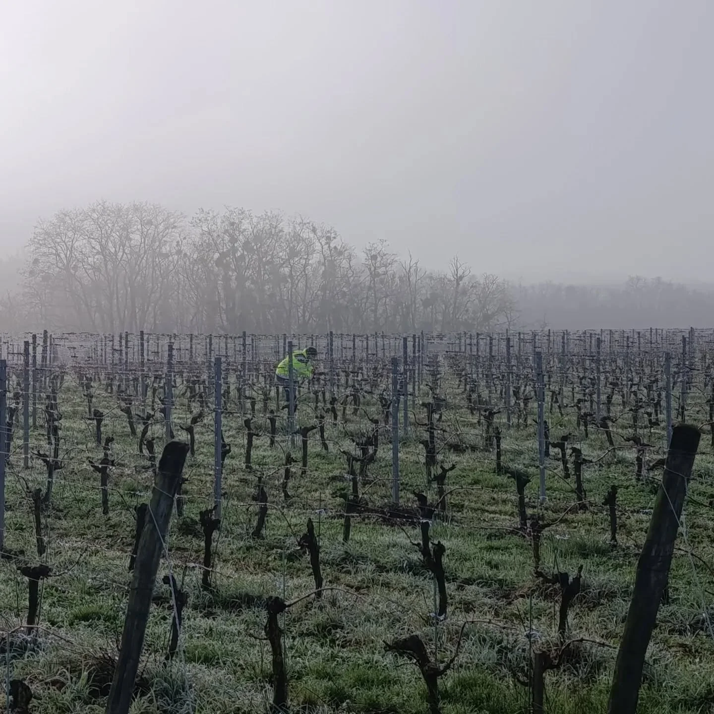 Clap de presque fin sur les salons.
Retour dans les vignes, o&ugrave; l'&eacute;quipe de saisonniers a continu&eacute; &agrave; travailler, sous la pluie.
La taille est presque finalis&eacute;e sur les parcelles des Ongl&eacute;s, l'attachage d&eacut
