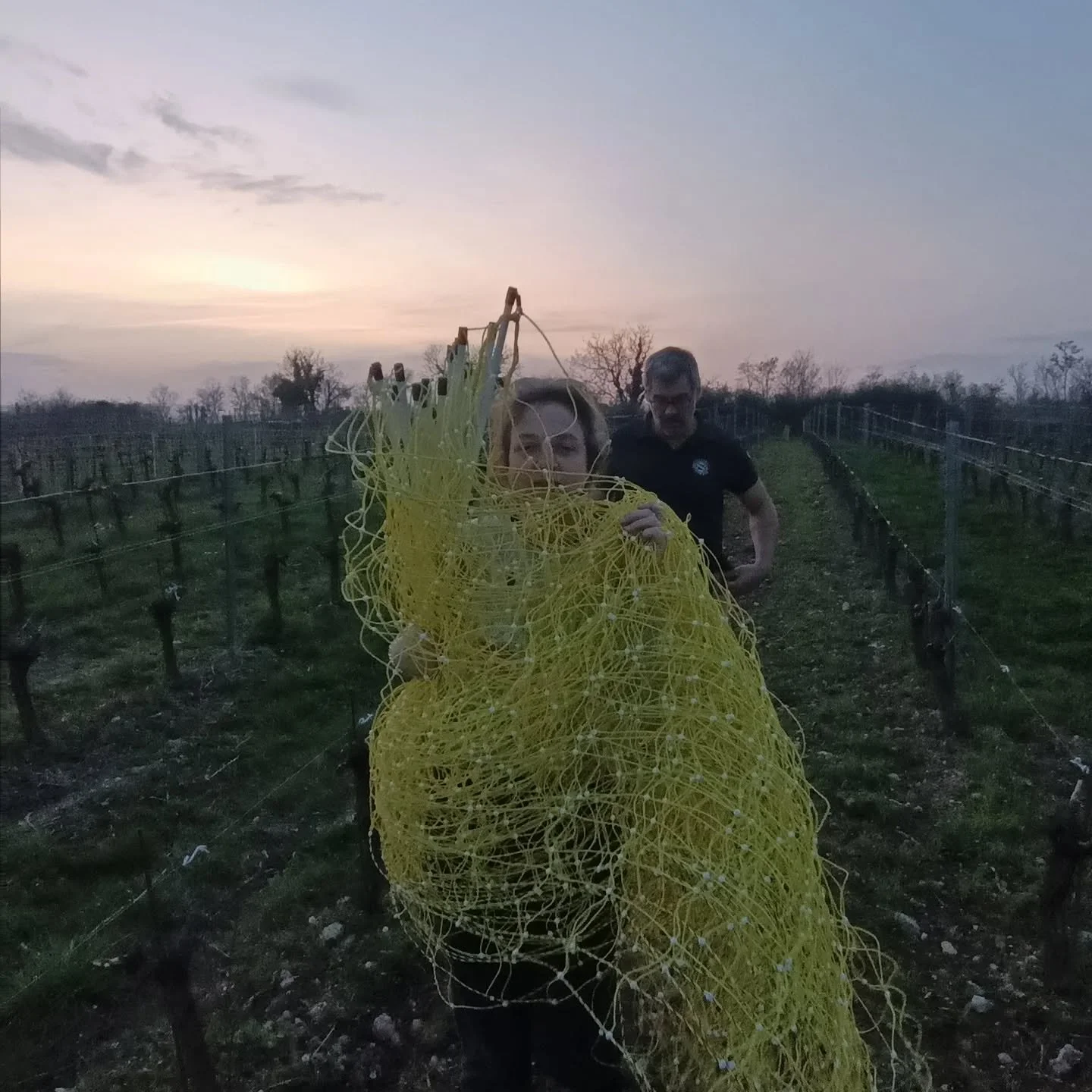 About last Sunday...
Changement de parcelle pour les brebis qui continuent &agrave; mettre les vignes au propre aux Ongl&eacute;s 
Une des derni&egrave;res rotations puisque les bourgeons commencent &agrave; pointer.
Merci les amis venus pour le week