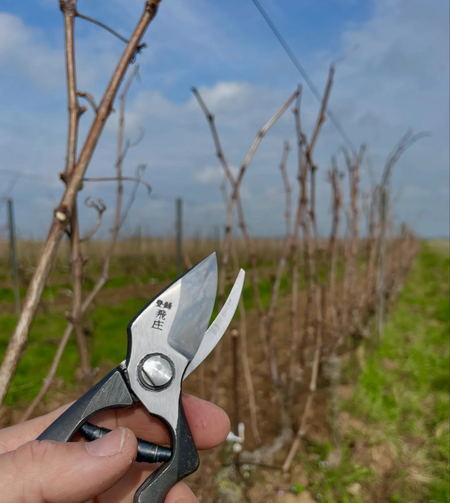 Pour tenter de se pr&eacute;munir du gel, nous avons taill&eacute; certains c&eacute;pages en deux fois puis fait une pause durant quelques jours pour la retarder au maximum. 
Compte tenu de la sortie pr&eacute;coce des bourgeons, il est temps d&rsqu