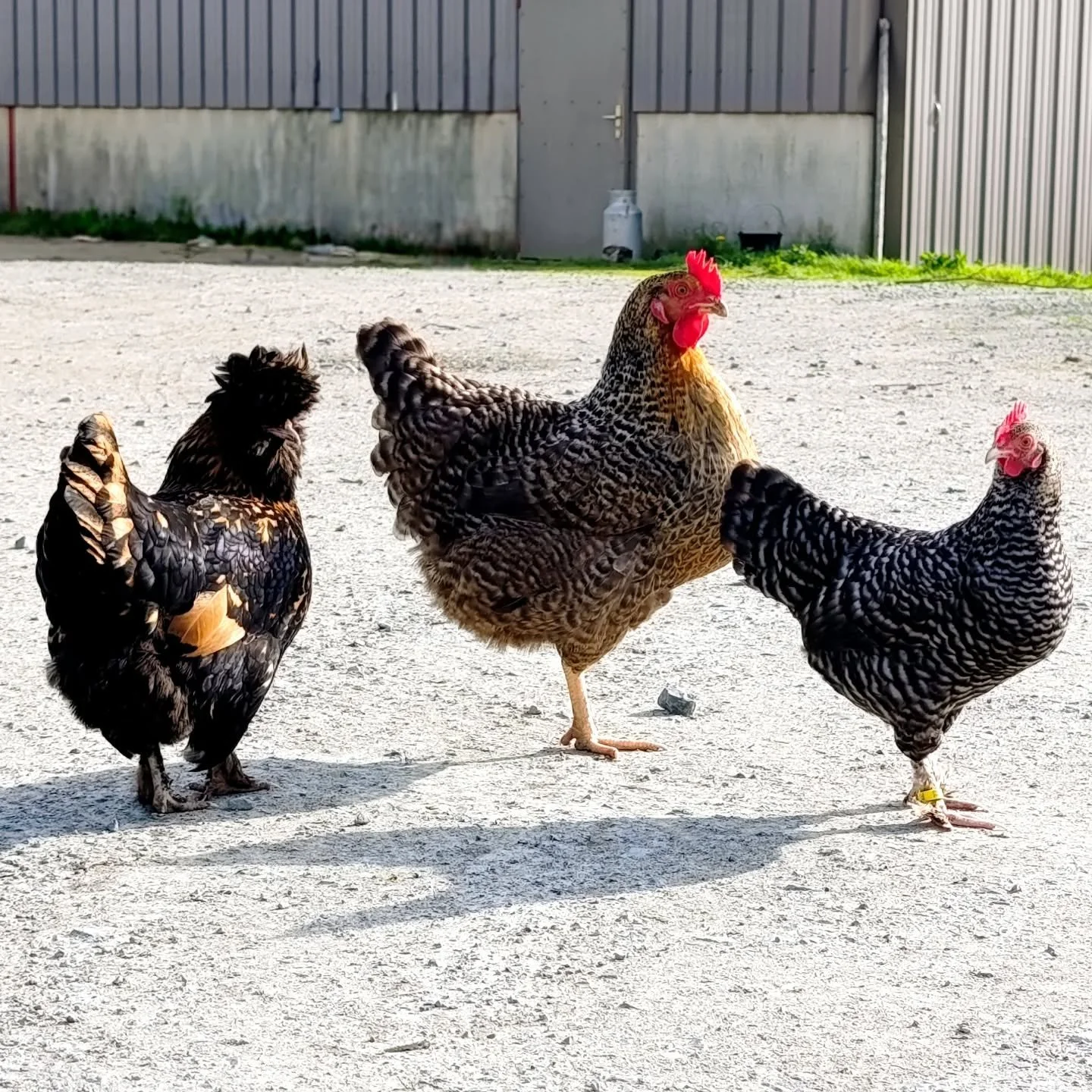 En libert&eacute; 
Sur le domaine, nous avons d&eacute;sormais en plus du chat, du chien, des brebis, 7 poules et une cane qui se balladent en libert&eacute; et rentrent gentiment dans leurs quartiers le soir. Elles produisent assez d'oeufs pour la f