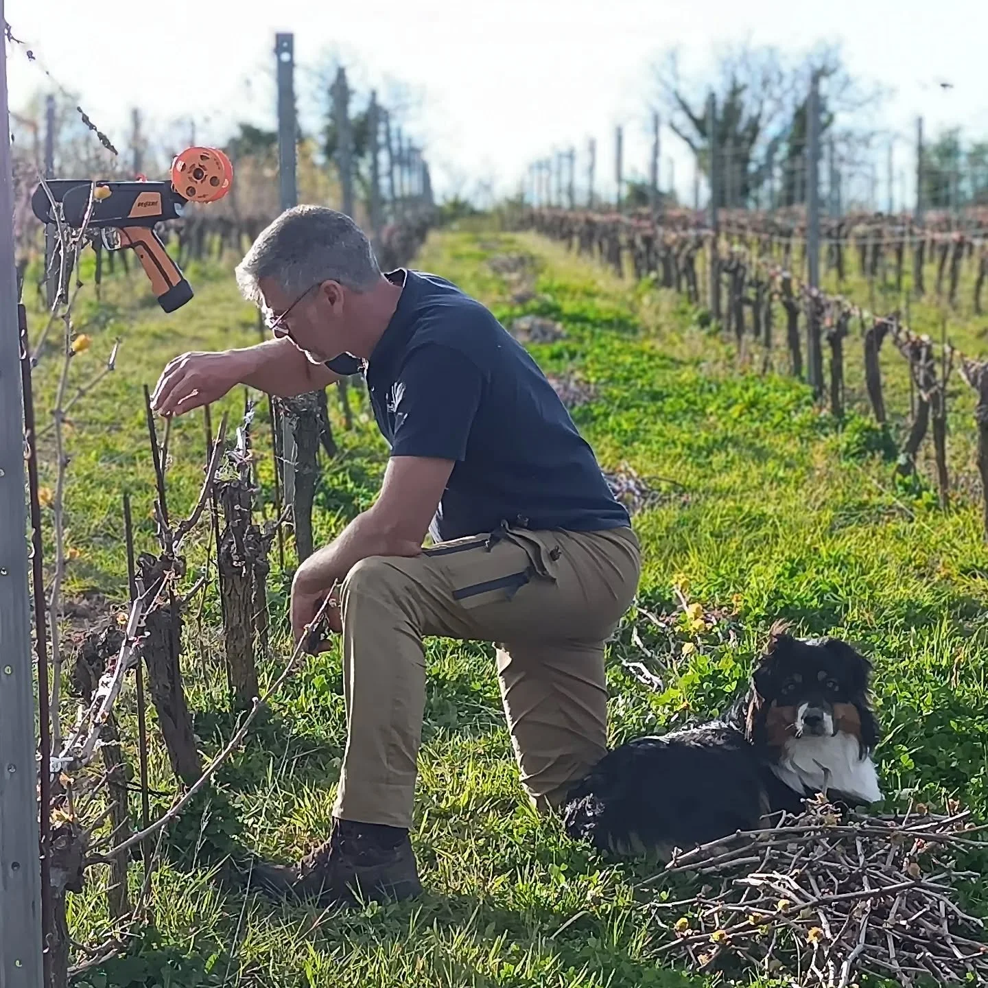 La taille de conversion du grolleau gris de baguette en cordon se termine en ce weekend de P&acirc;ques - il est temps !
#Vrennig le berger australien reste dans nos jambes et se d&eacute;place de pied en pied avec nous.
#tailleenamoureux
#grolleau