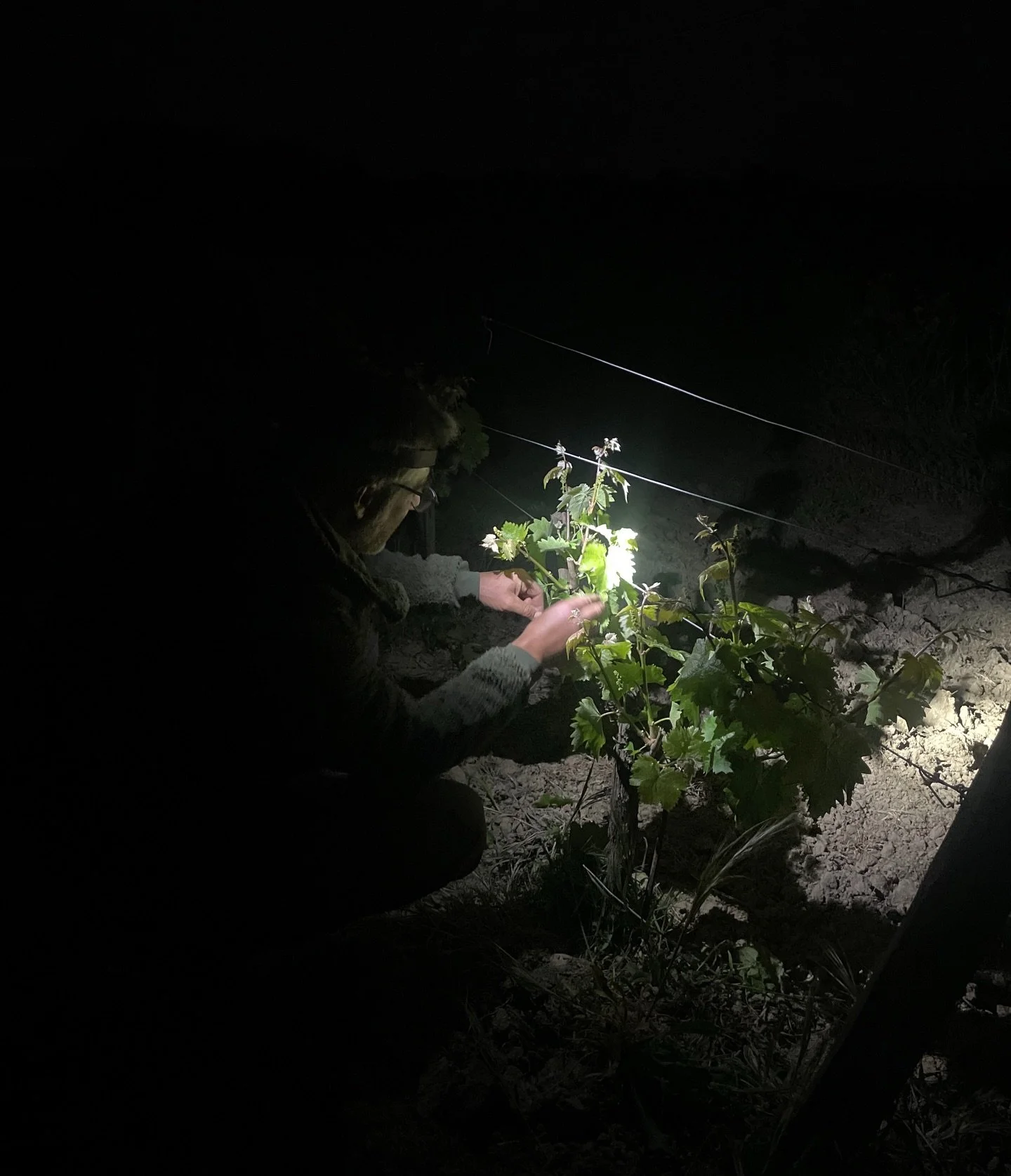 23h
Derni&egrave;re promenade avec la chienne #vrennig, suivis par le chat, mais c&rsquo;est une autre histoire. 
Le vigneron passe devant une parcelle et ne peut pas s&rsquo;emp&ecirc;cher d&rsquo;&eacute;bourgeonner une piquet&eacute;e ou deux &agr