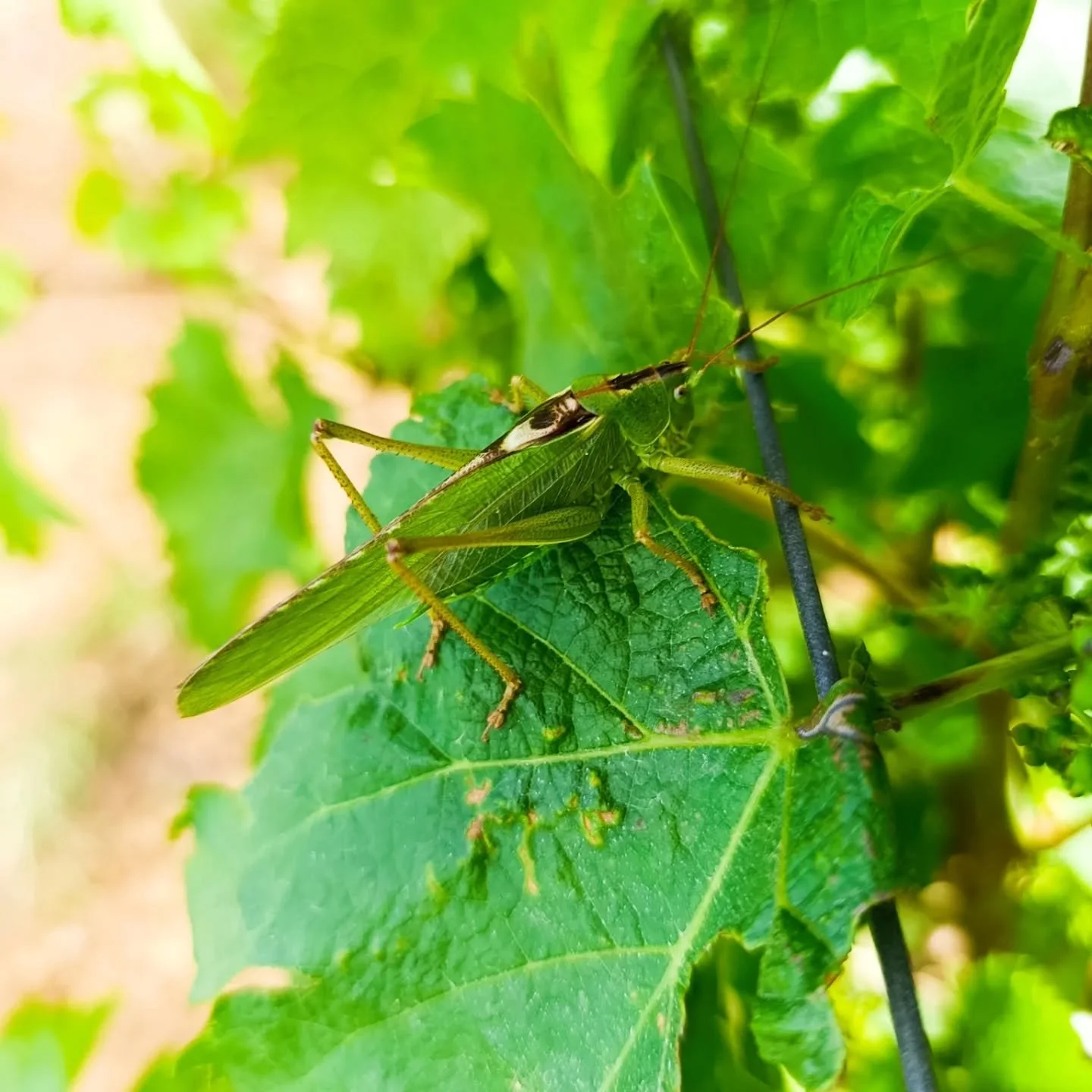 Vus dans les vignes pendant les &eacute;bourgeonnages du weekend.
Lionel et moi nous sommes rencontr&eacute;s en faisant de la plong&eacute;e sous-marine. 
La reprise du domaine a mis un s&eacute;rieux coup de frein &agrave; nos sorties plong&eacute;