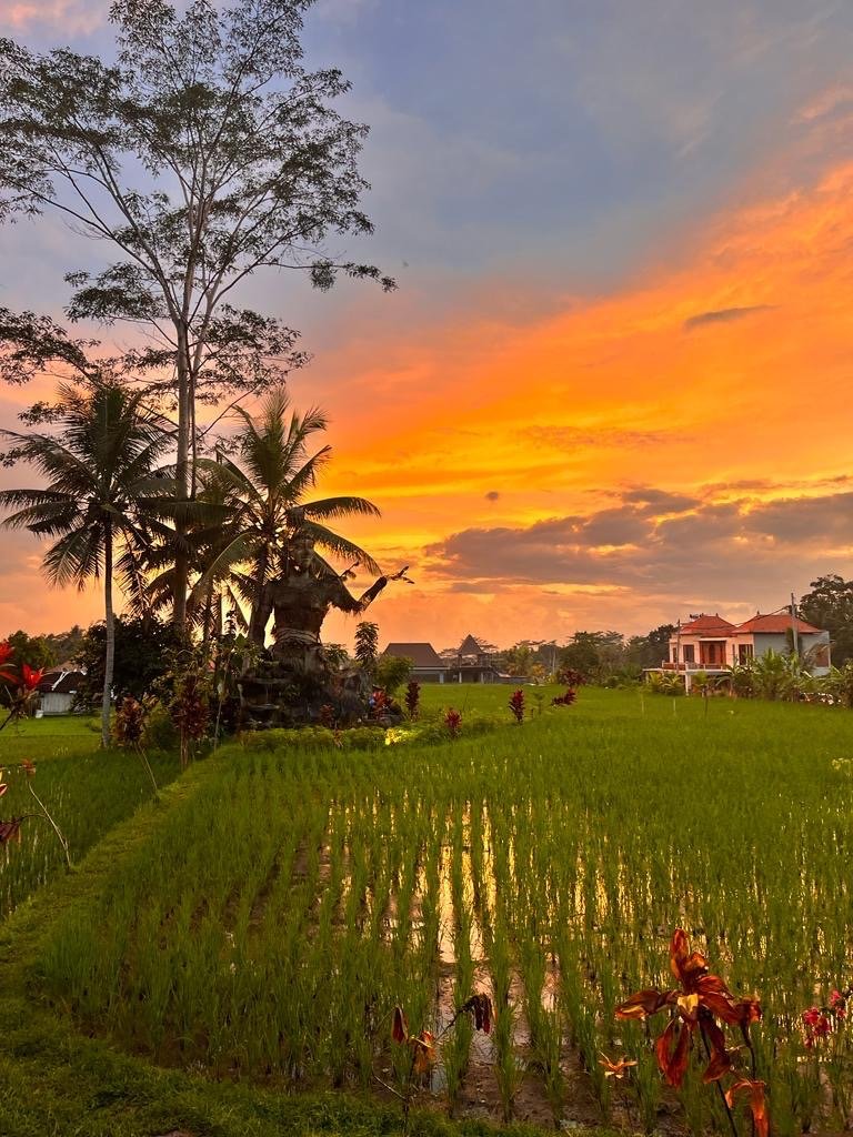 Rice Paddies