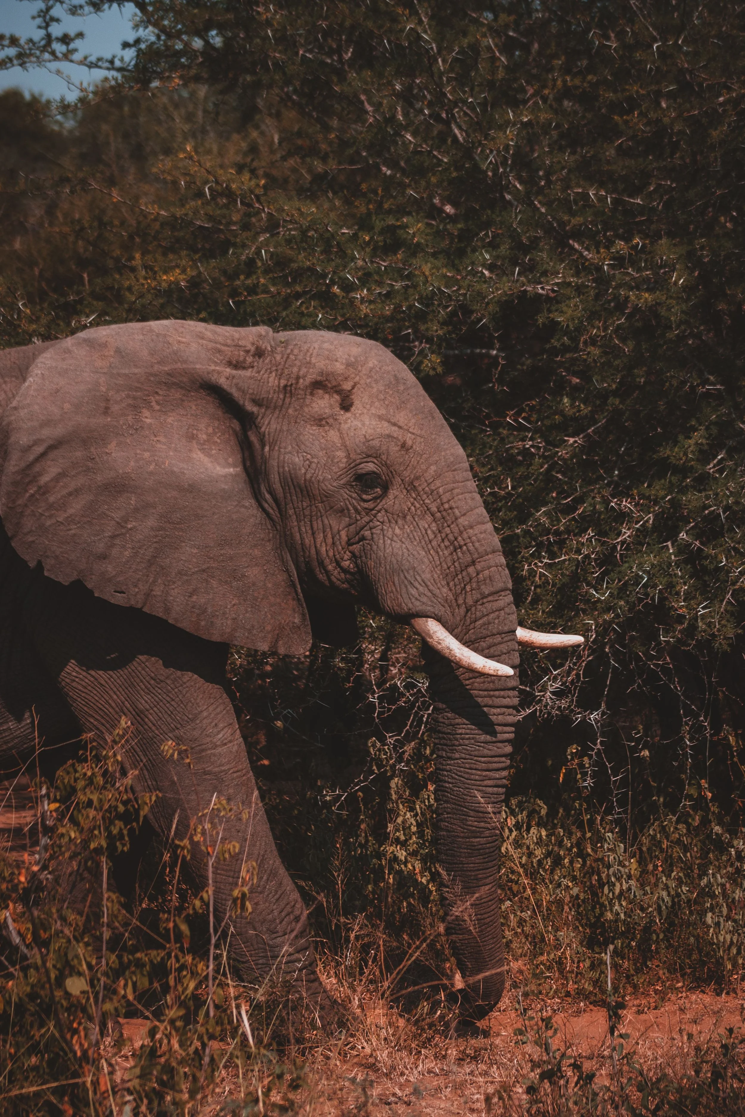 Mouse Mistakes, Elephant Mind 