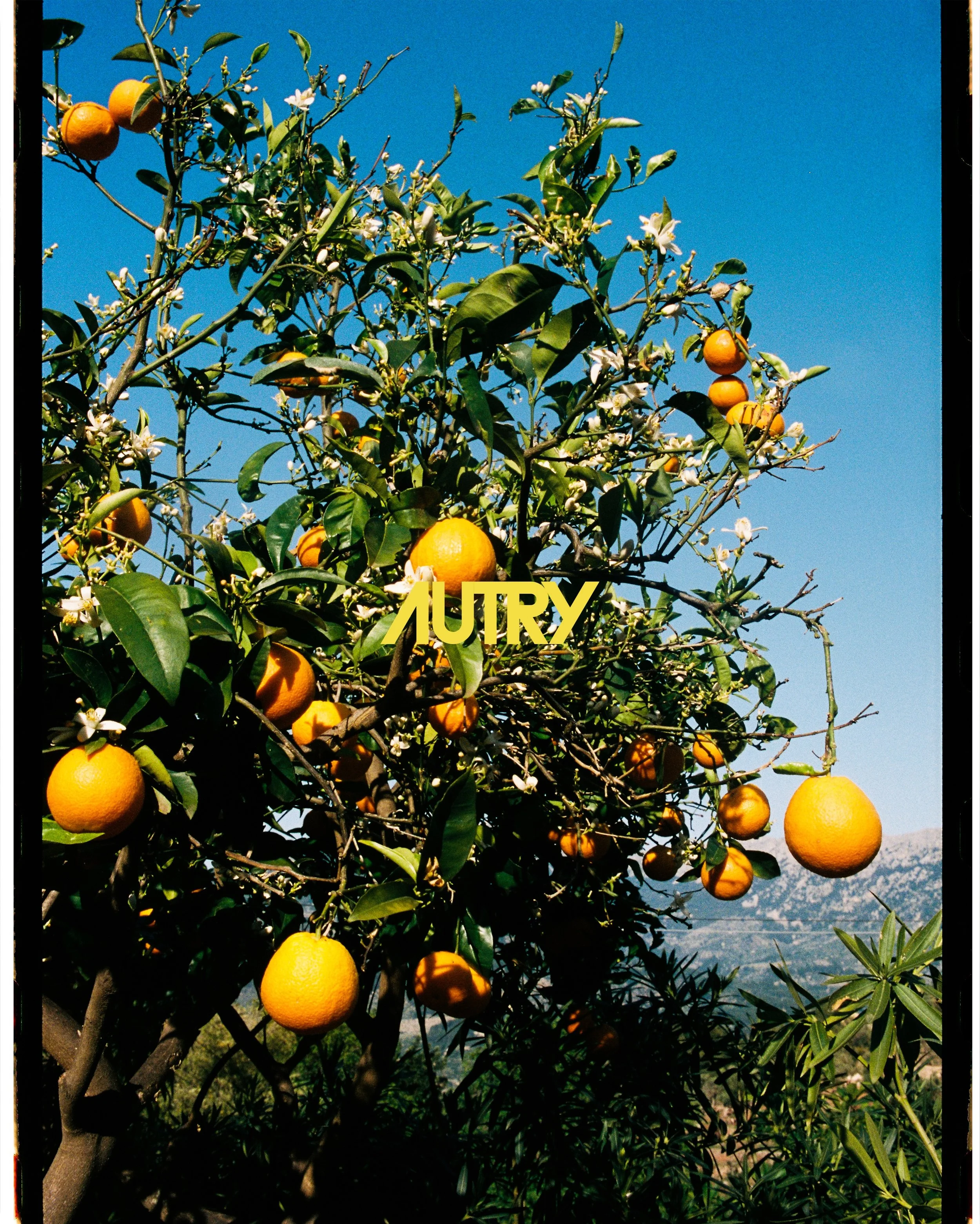 Orange tree with ripe oranges and white blossoms against a blue sky and a distant mountain landscape.