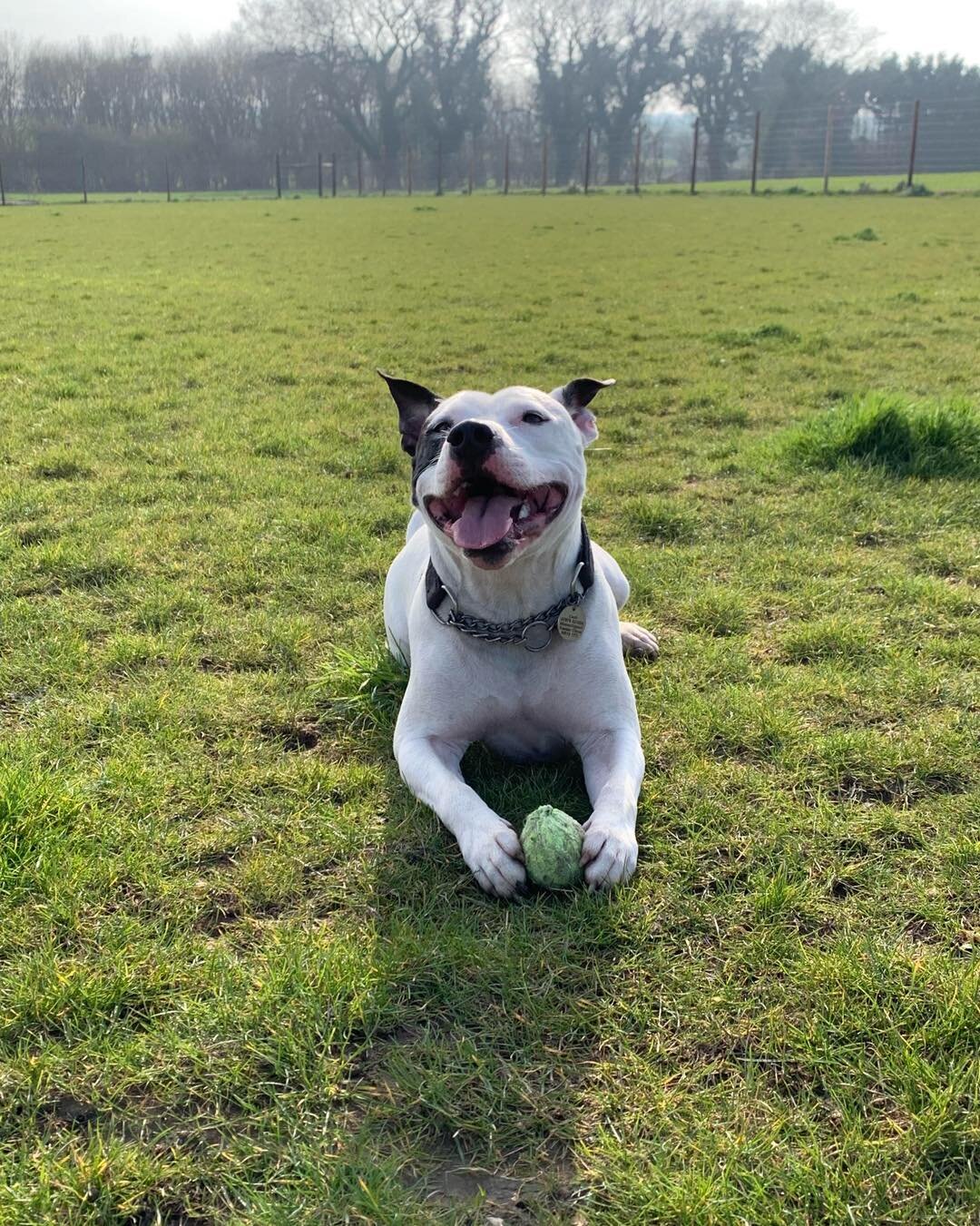 Wishing everyone a happy Tongue out Tuesday 👅

Comment below or message us your favourite #tongueouttuesday photos of your dog to be included in next weeks post!

Team Wagdale 🐾

For more information or to book the exercise field please message us 
