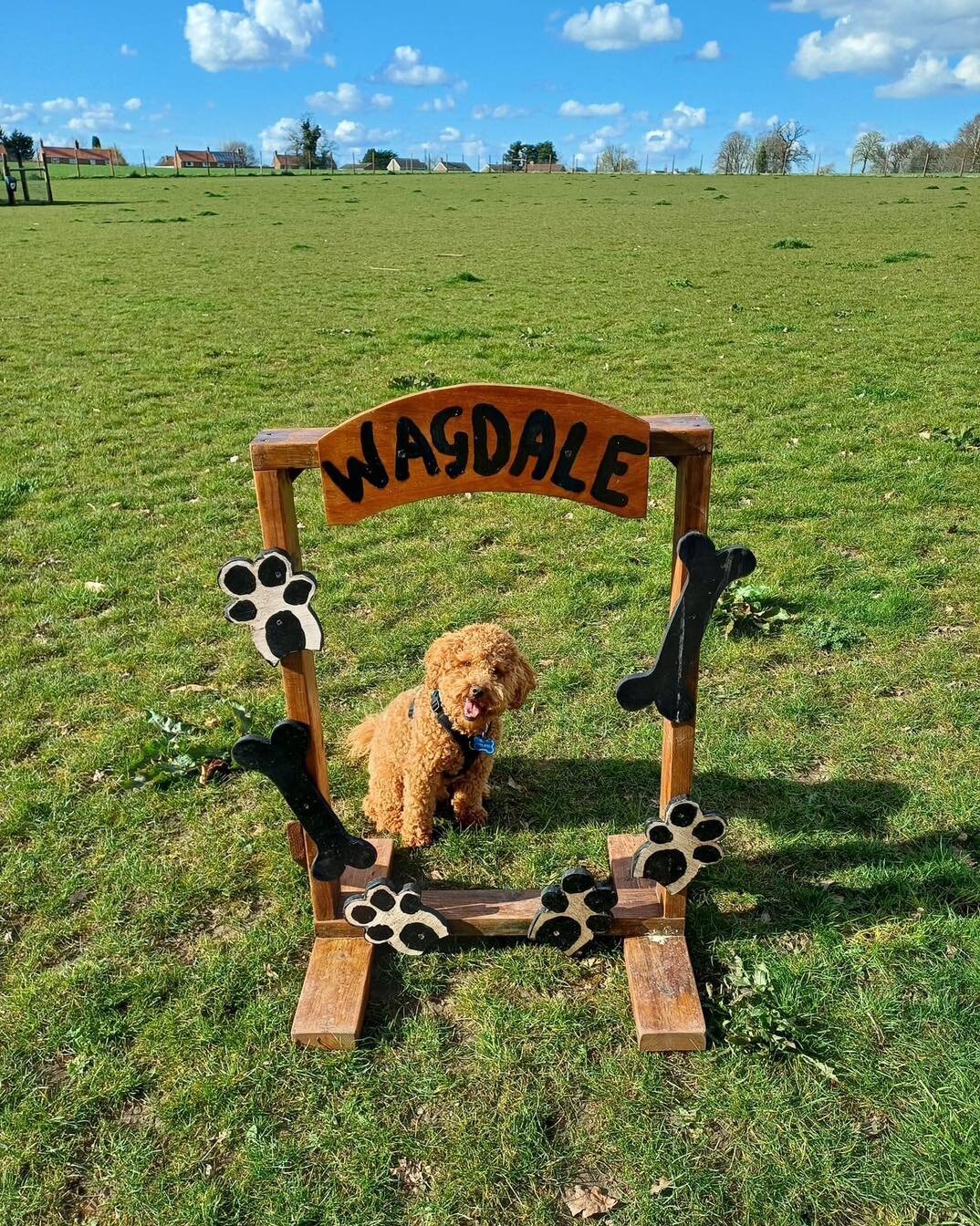 📸 It&rsquo;s Frame It Friday folks, with this cutie 🖼️ 

Time to capture those precious moments with your furry pals 🐾 

Team Wagdale 🐾

For more information or to book the exercise field please click the link in our bio or message us directly!

