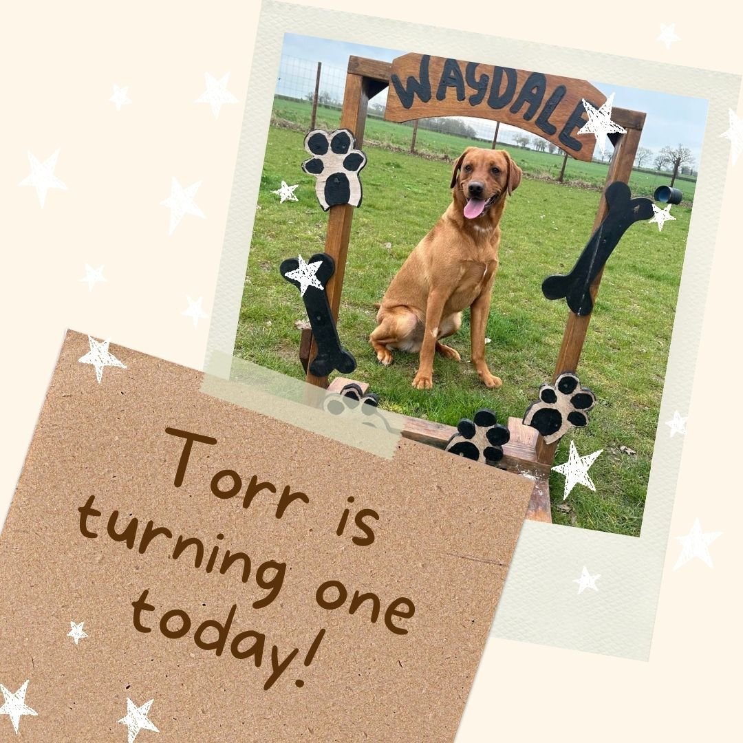 Wishing everyone a happy Tongue out Tuesday and a very special happy birthday to Torr who is turning one TODAY 👅

Comment below or message us your favourite #tongueouttuesday photos of your dog to be included in next weeks post!

Team Wagdale 🐾

Fo