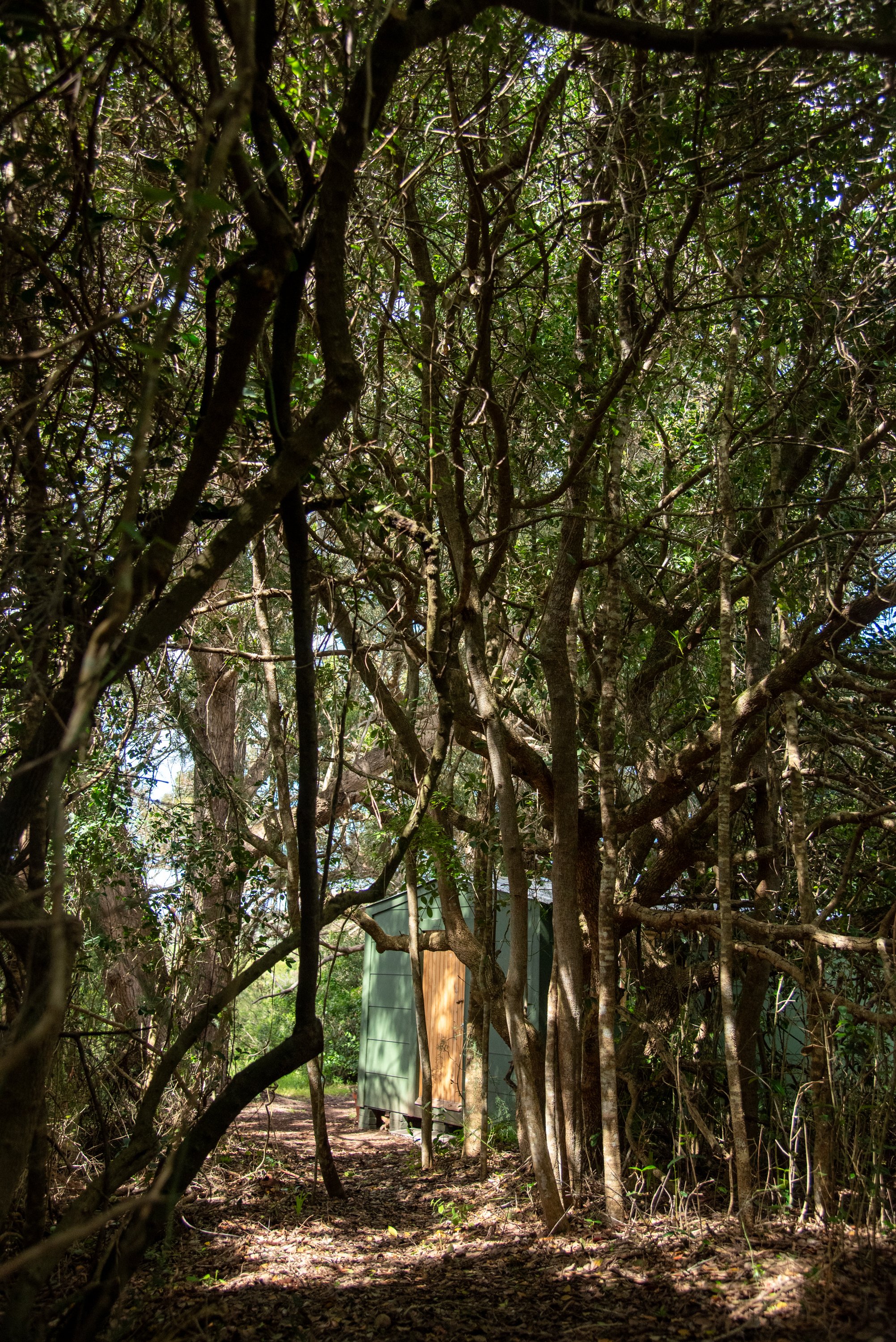 Bodhi Forest_250918_0023.jpg