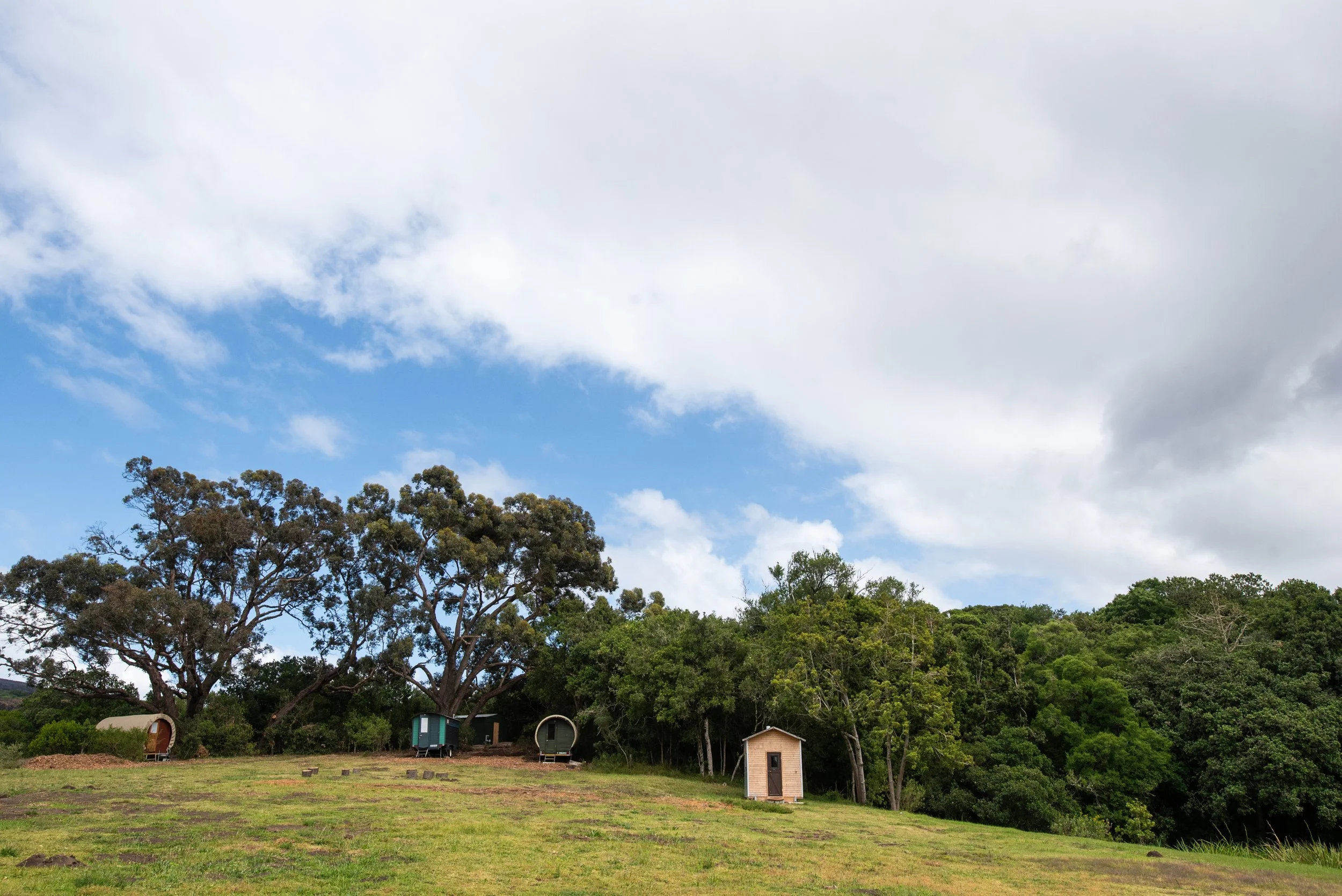 Bodhi Forest_251101_0155.jpg