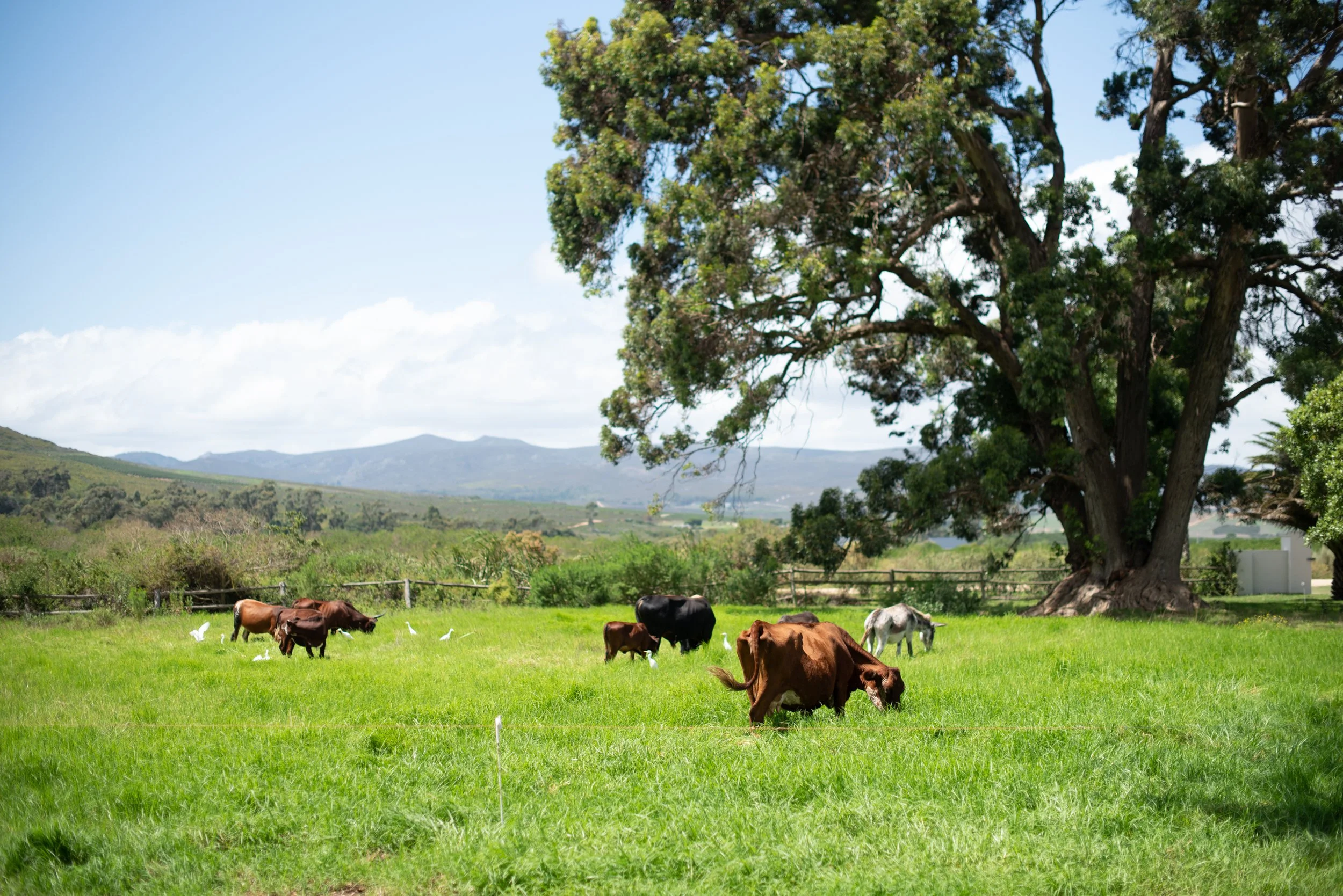Bodhi Forest-0586.jpg