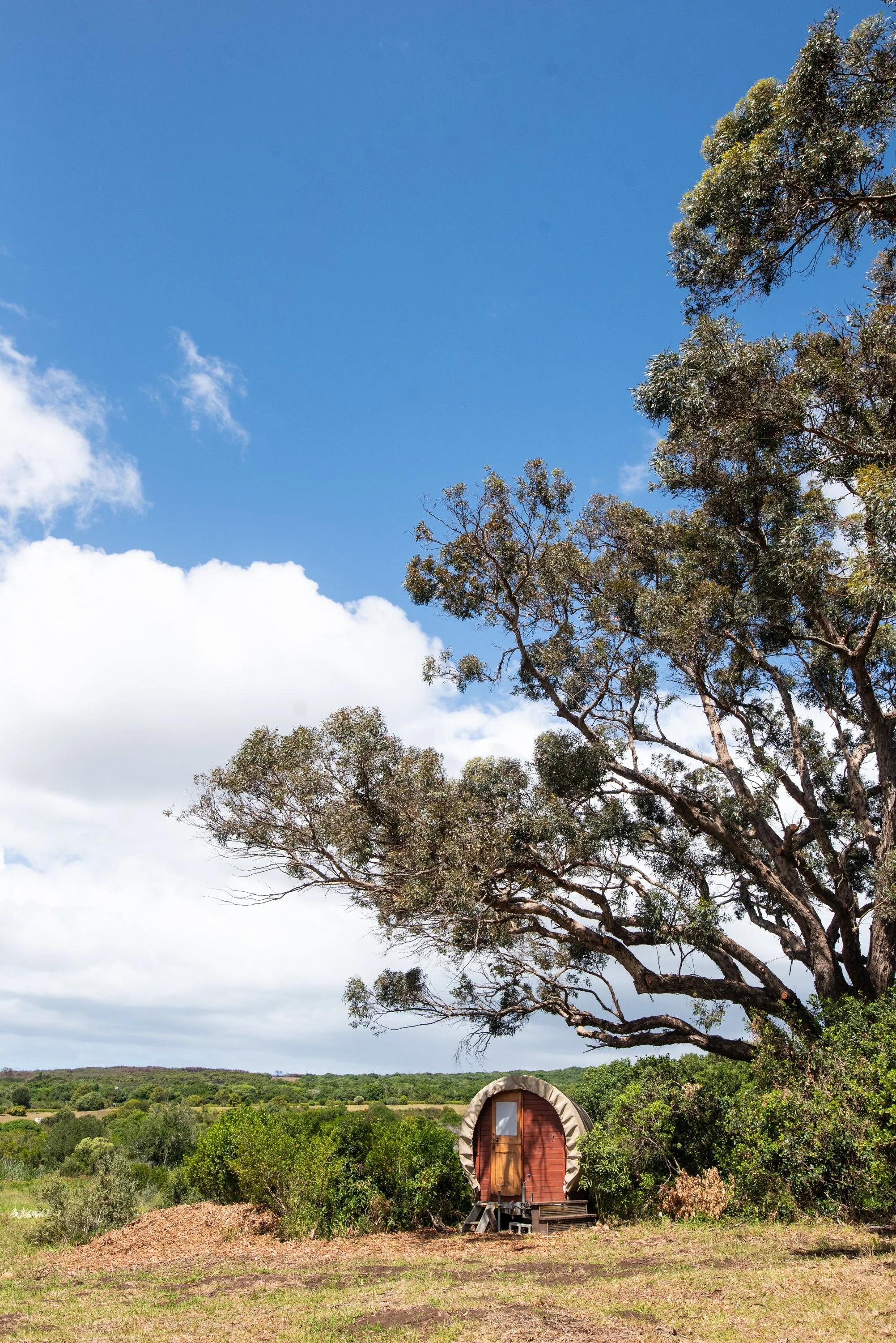 Bodhi Forest_251101_0226.jpg