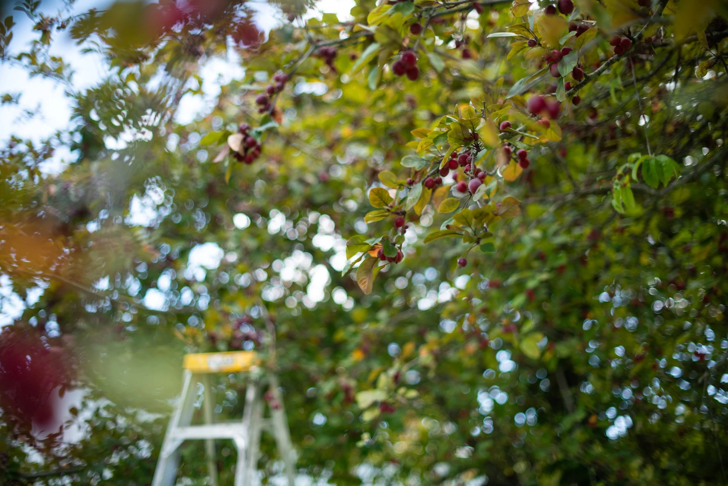 Bodhi Forest-0554.jpg