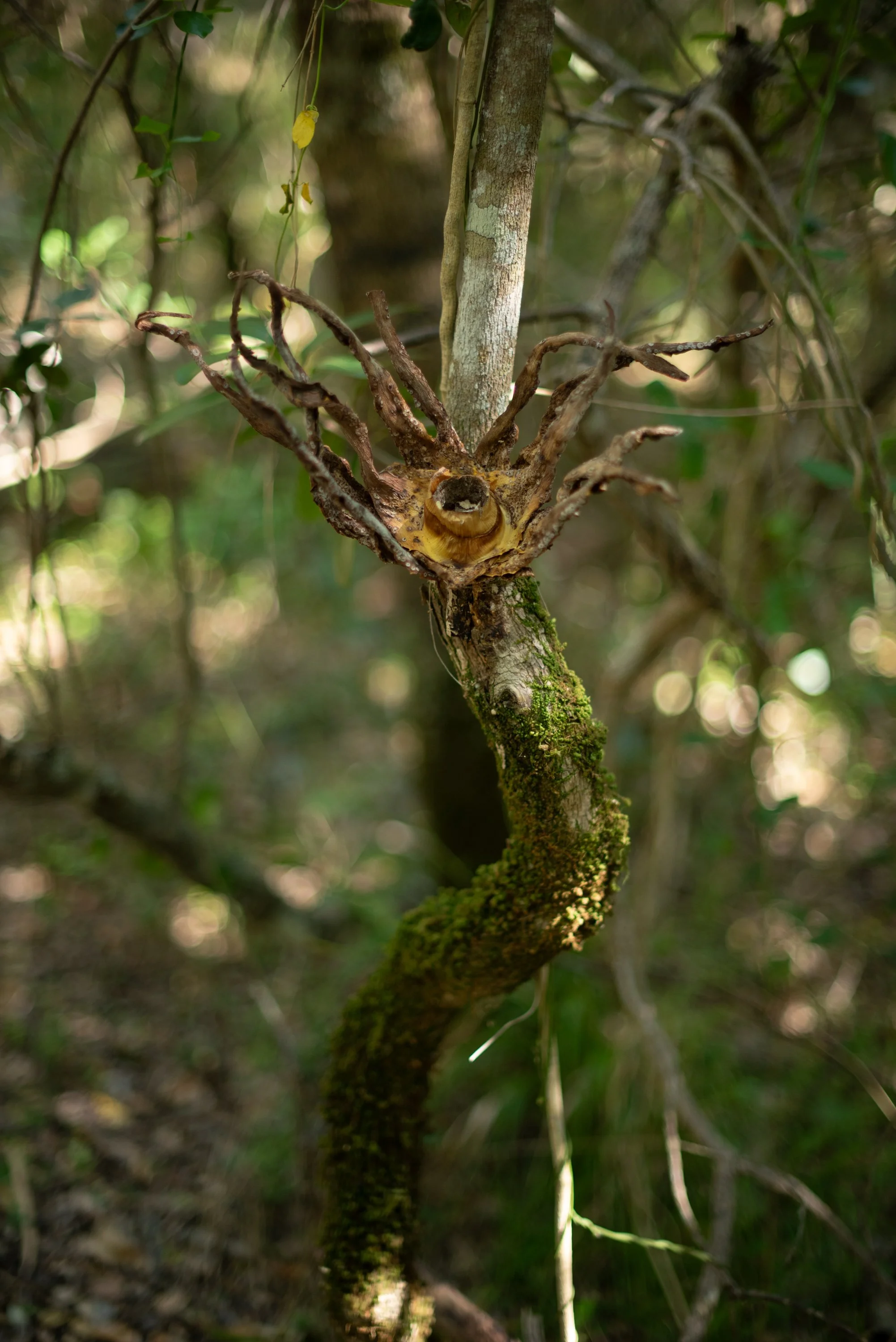 Bodhi Artists_251023_0100.jpg