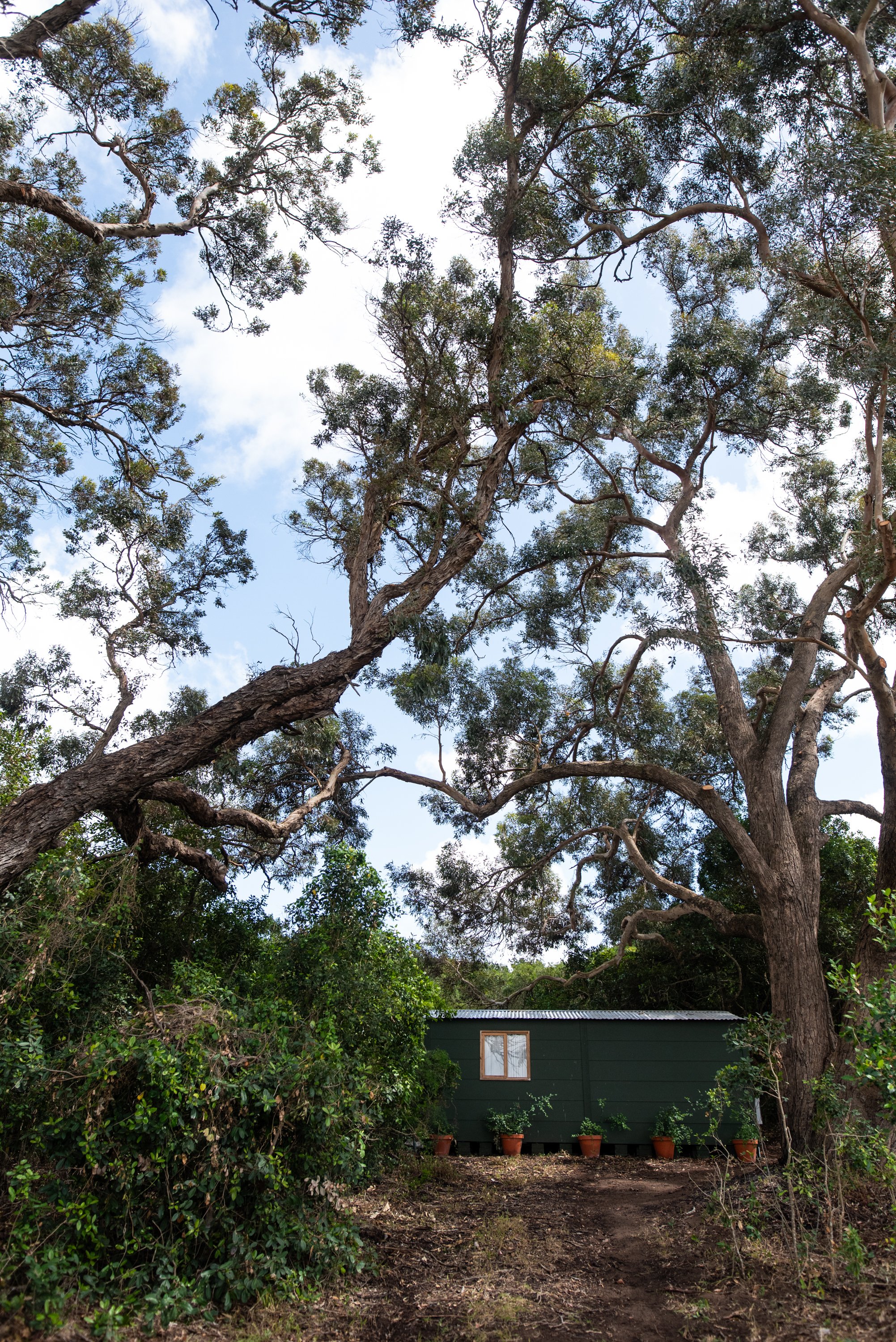 Bodhi Forest_251101_0256.jpg