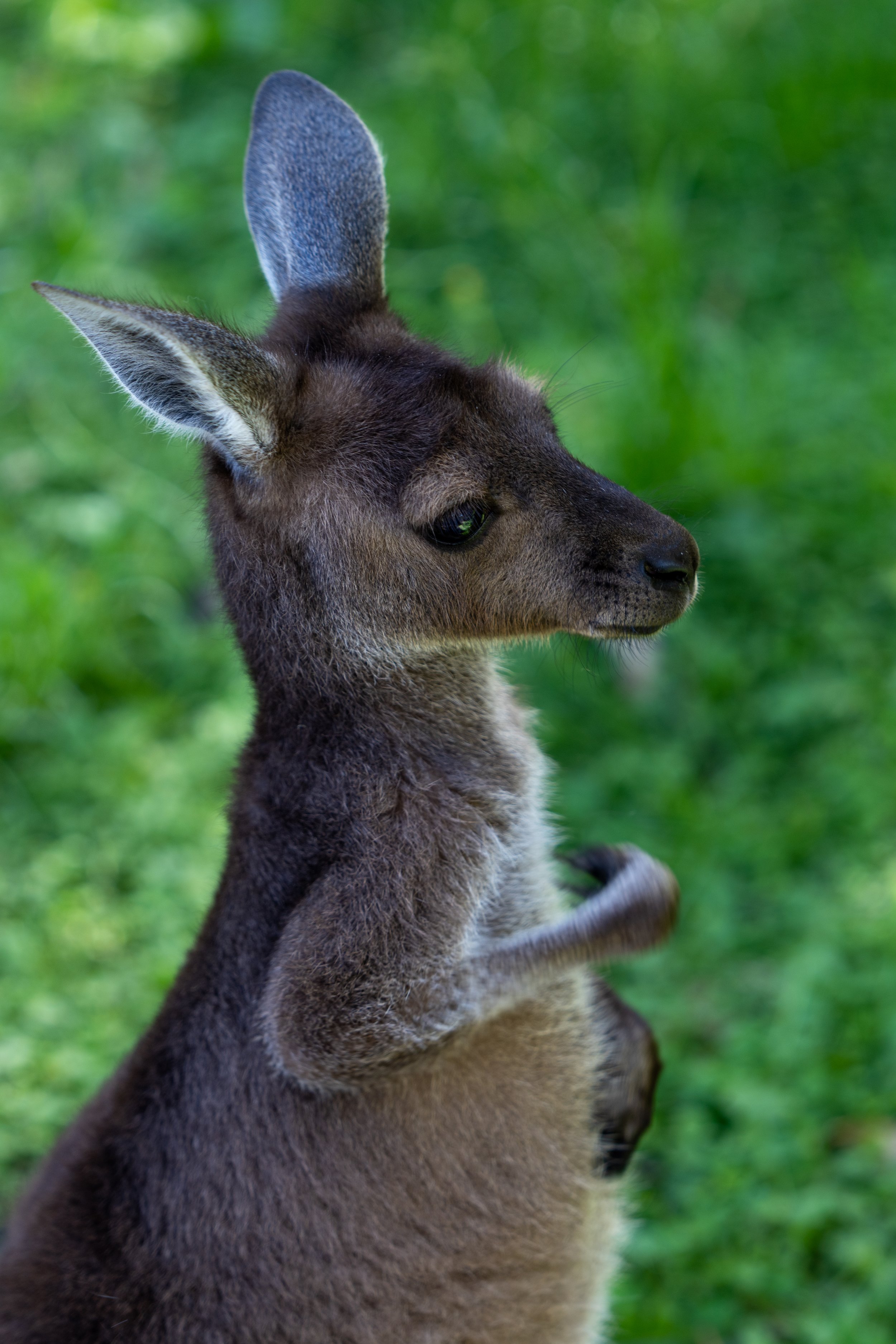 20230306-Caversham-Wildlife-Park-DSC03986.jpg