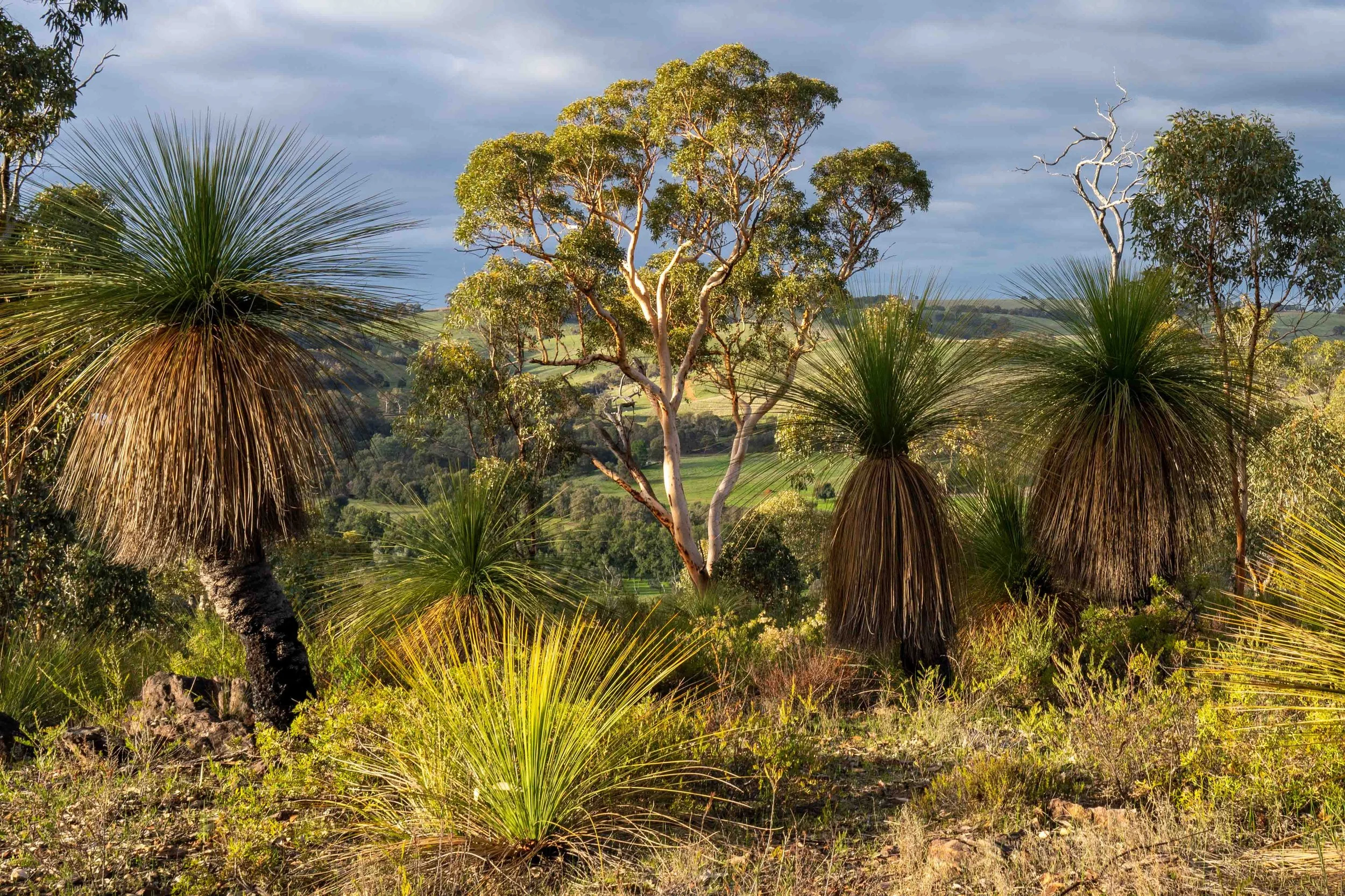 20230709-Djidi-Djidi Ridge-DSC05975.jpg