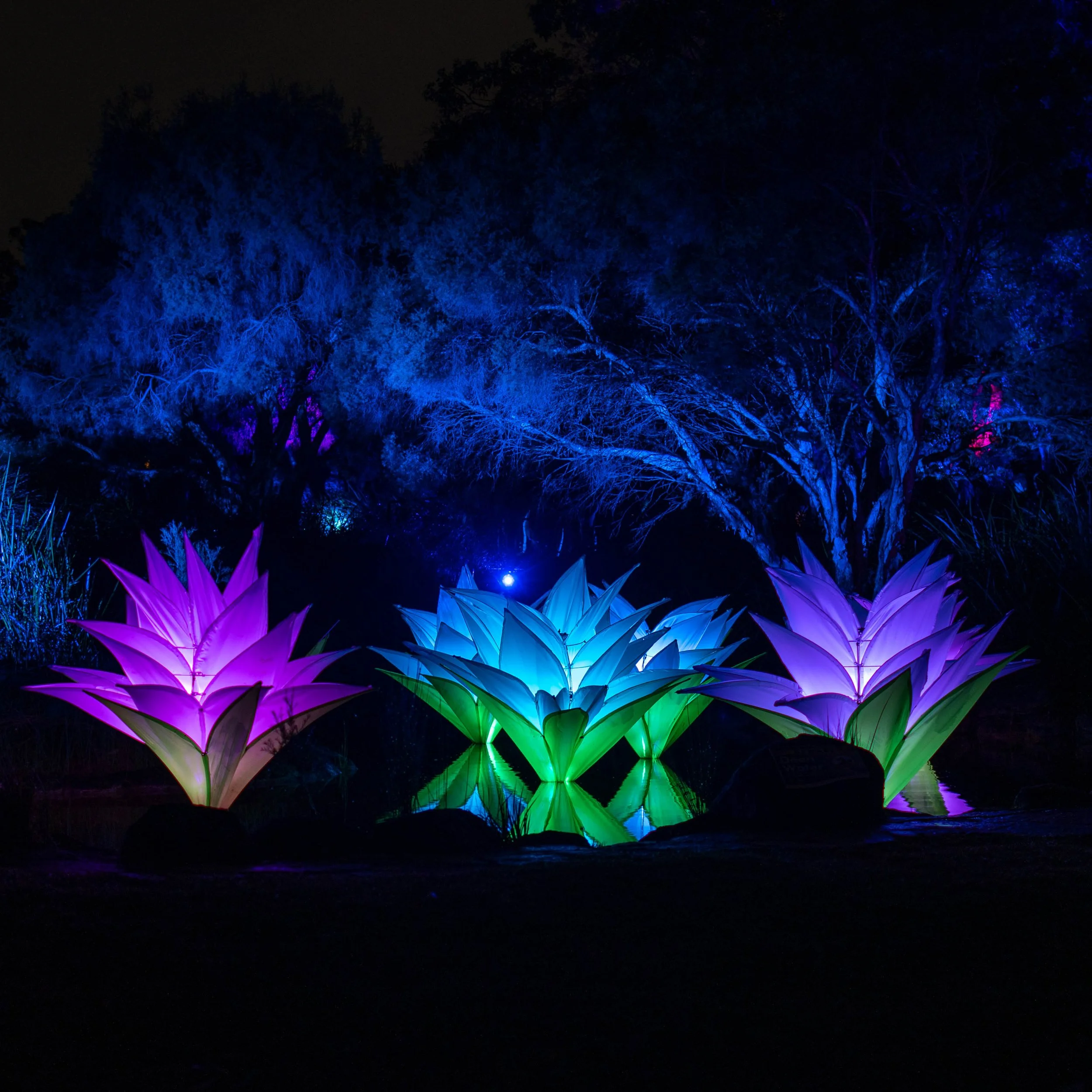 20230725-Lightscape-DSC06344.jpg