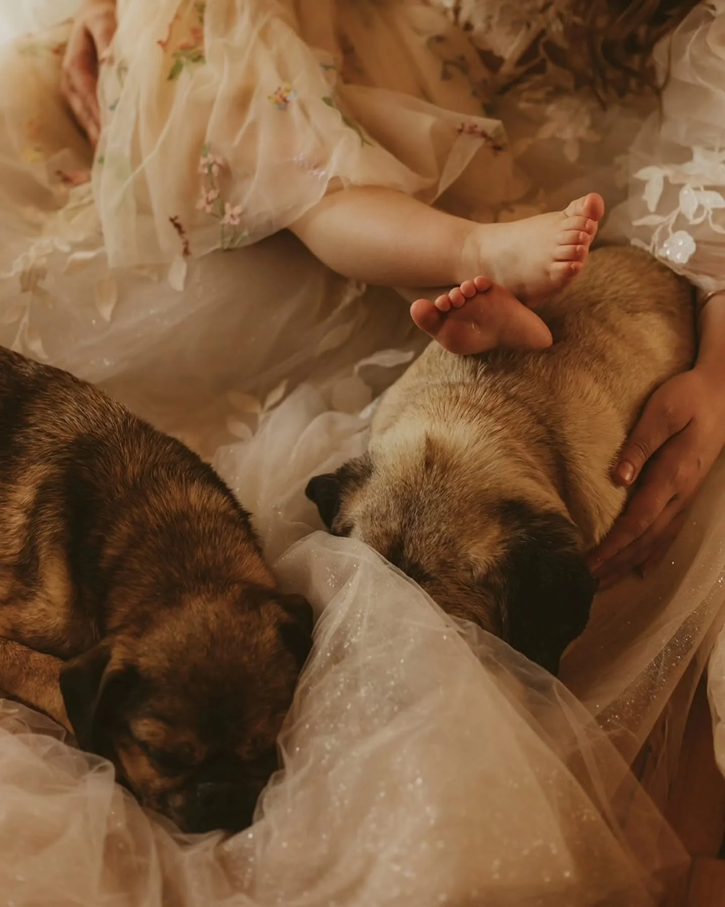 Honouring Charlie ✨️🐾

Family pets are more than that. They're part of the crew. They bring so much joy to the family, and losing one leaves a huge hole for all. 

Eve's idea to have a photoshoot to document Charlie's last days and to celebrate his 