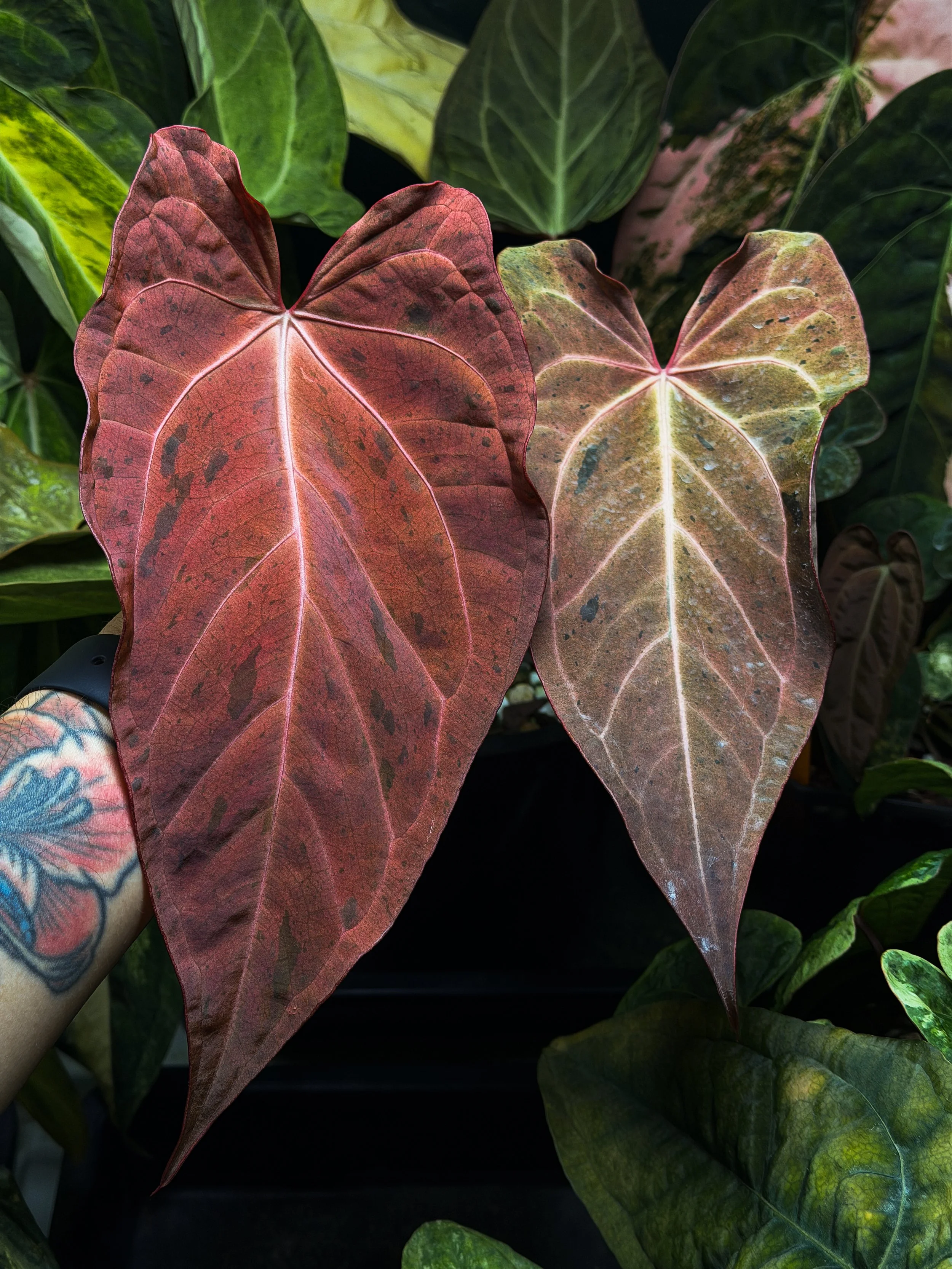Dark & Handsome x Red Velvet Cake Variegated