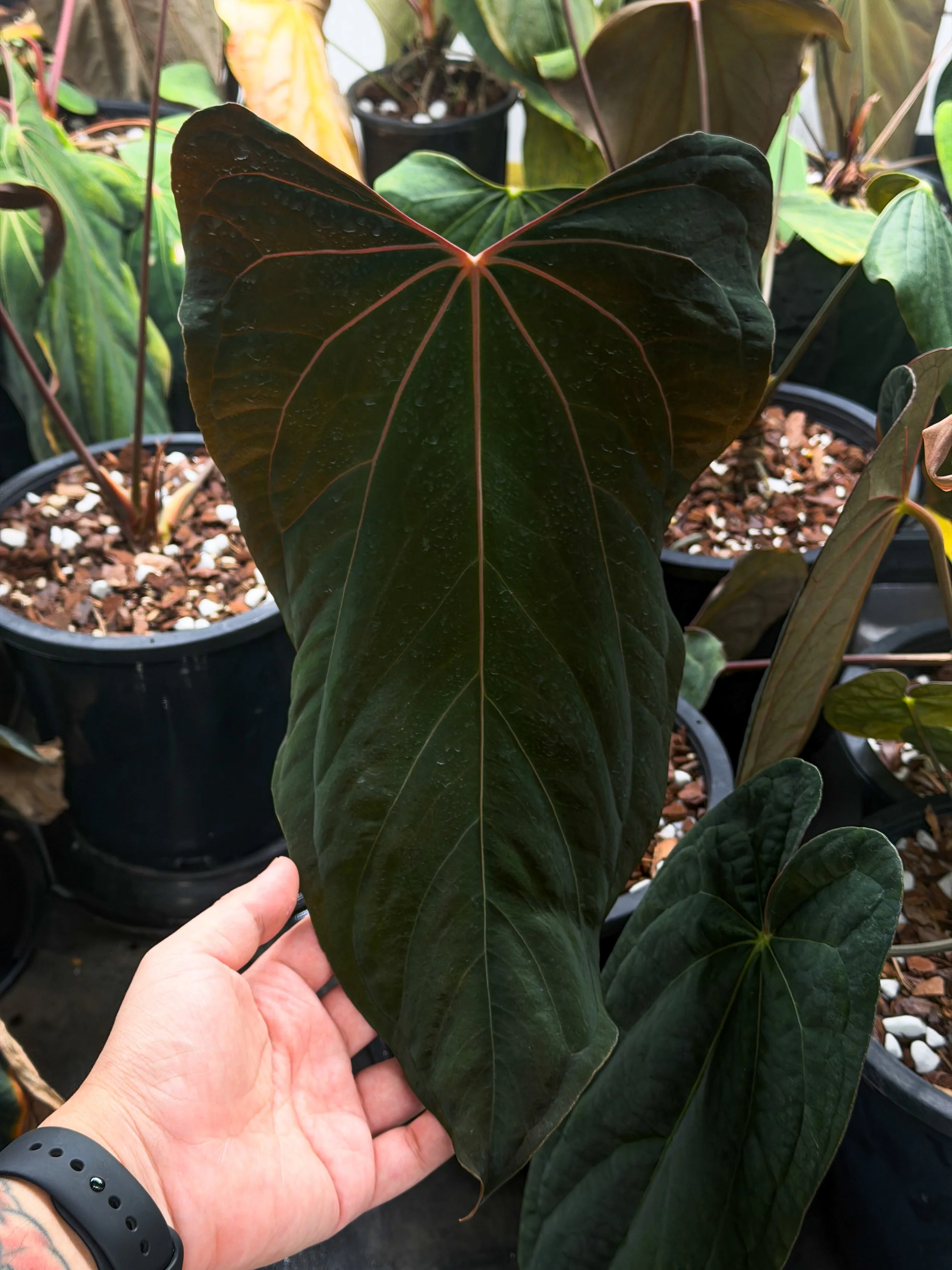 Papillilaminum Ralph Lynam S1