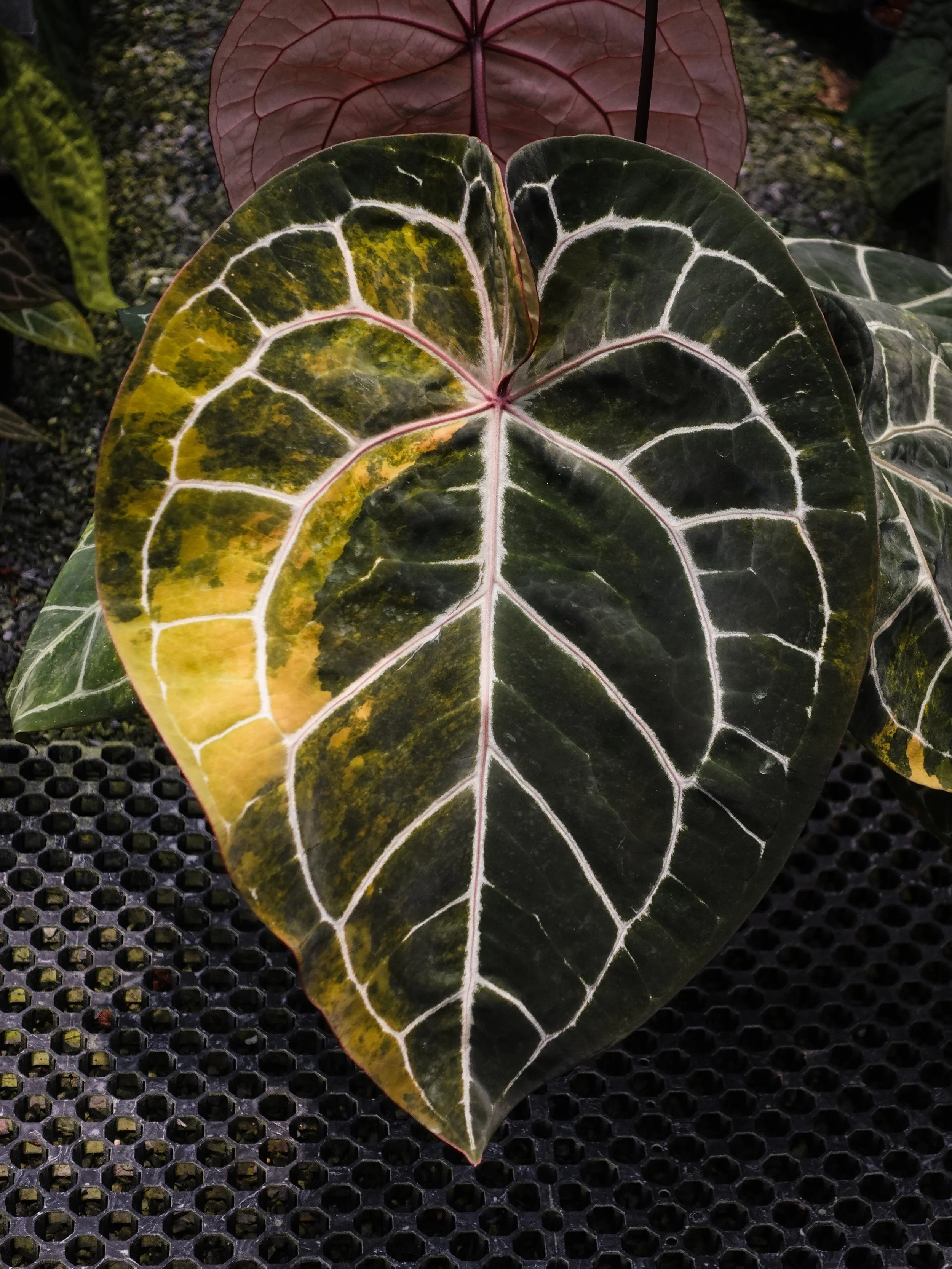 Michelle Variegated
