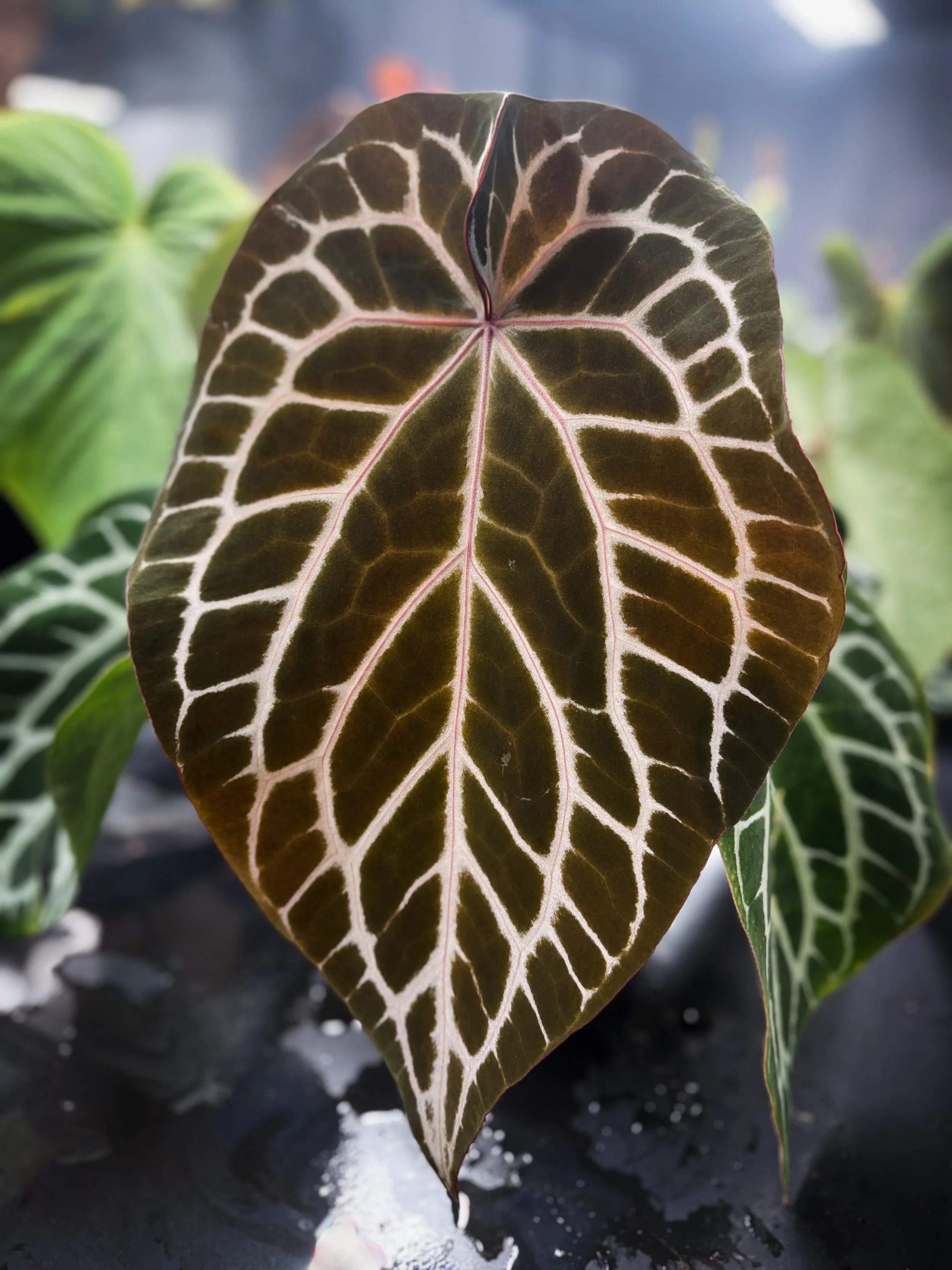 Chocolate x Red Crystallinum